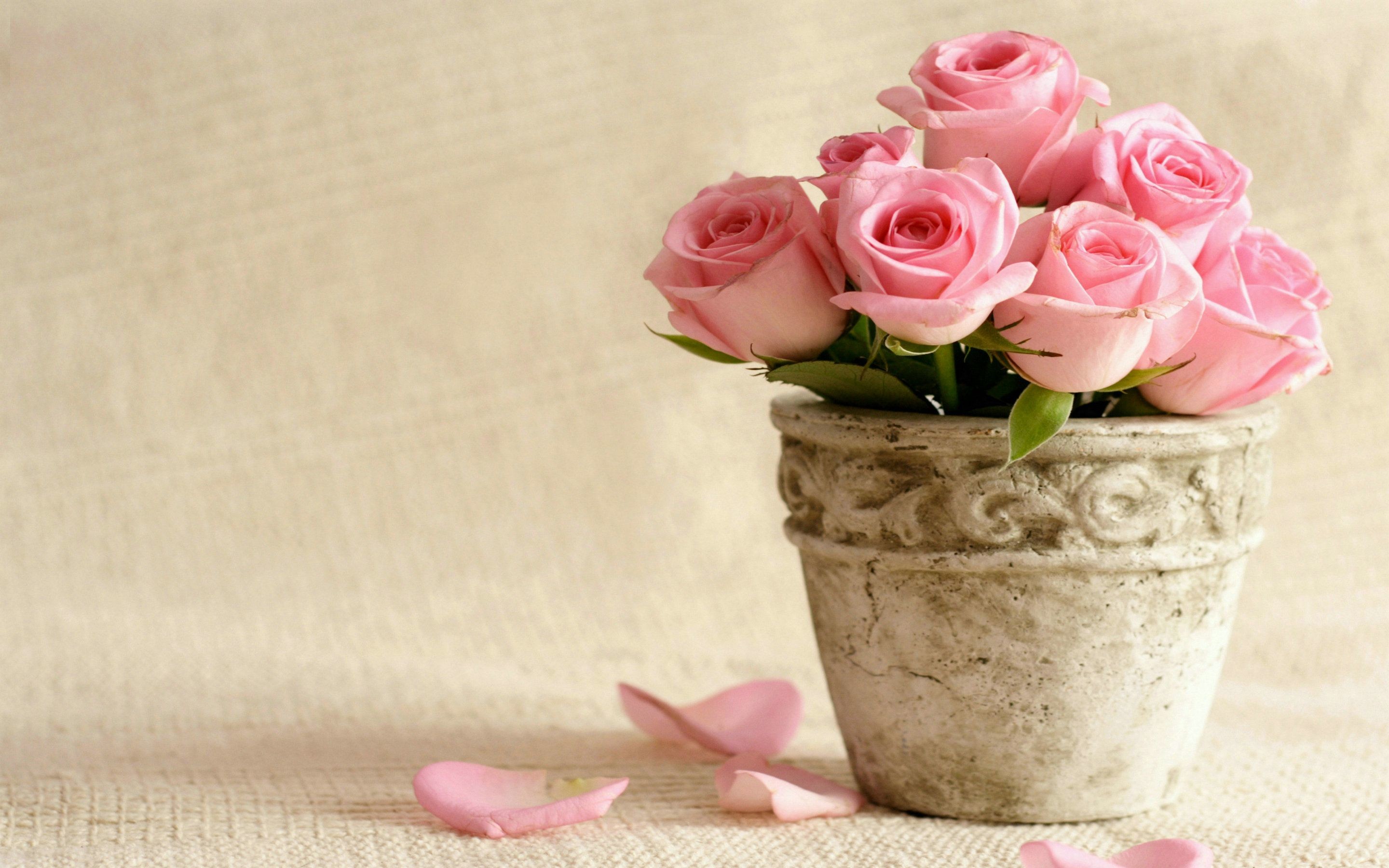 2880x1800 pink roses backgrounds