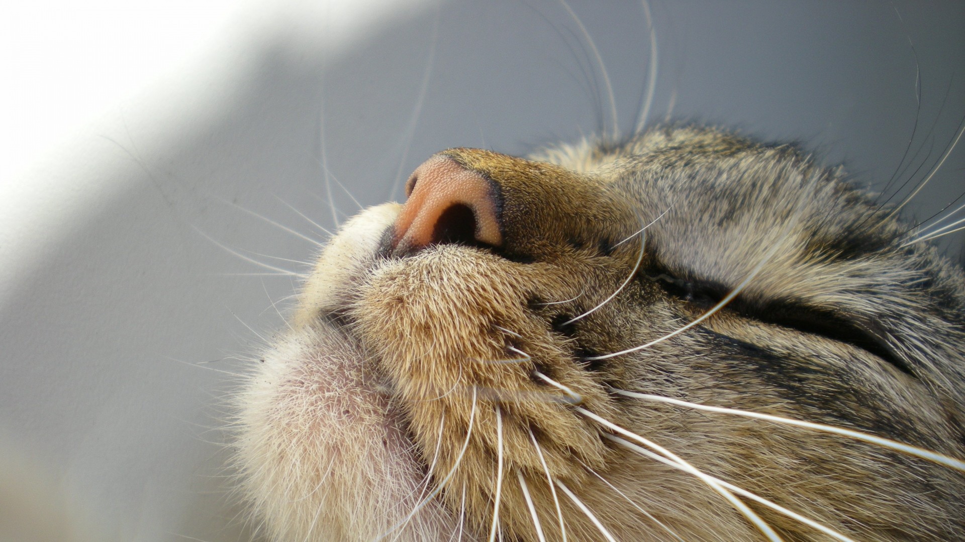1920x1080  Wallpaper cat, face, nose, profile