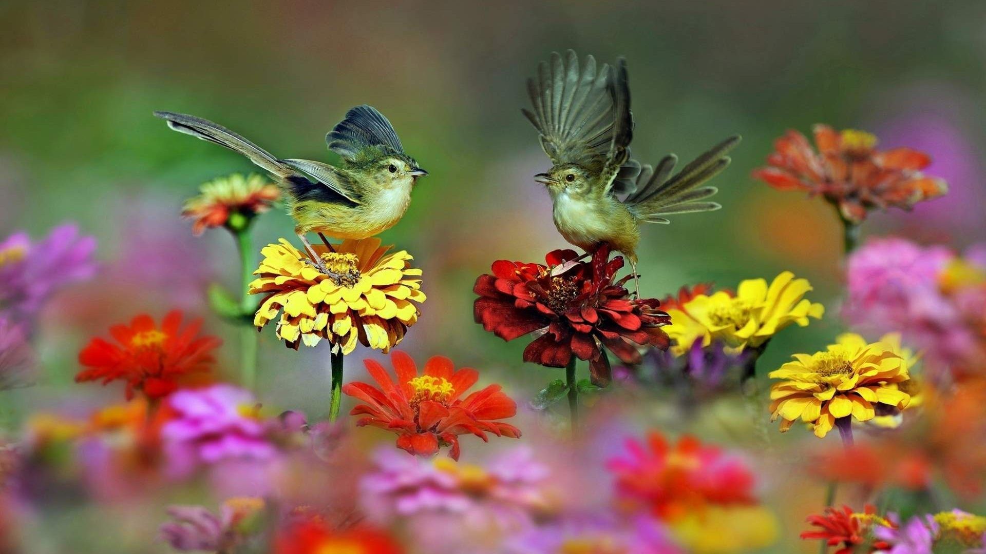 1920x1080 Tiny Birds and Flowers Wallpaper