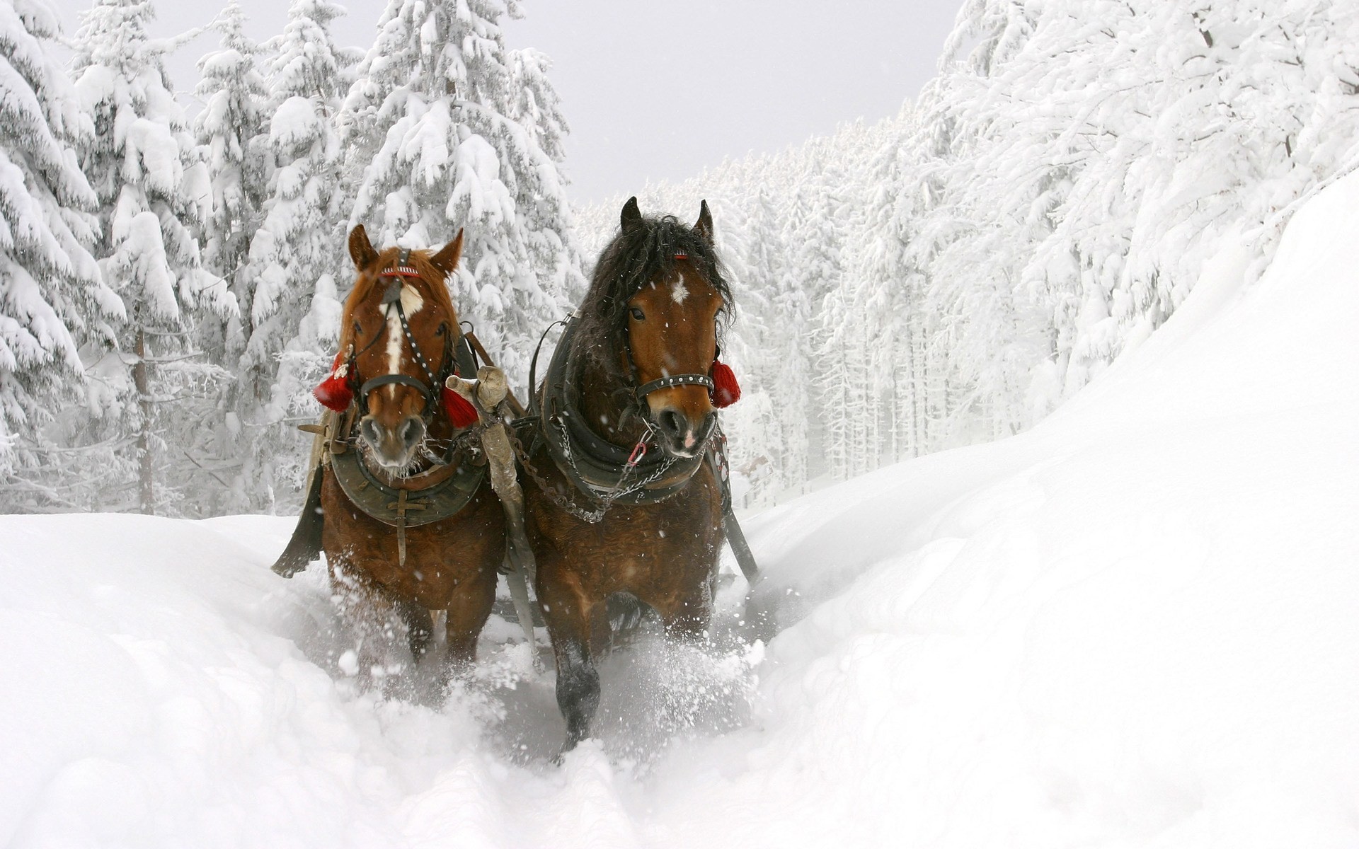 1920x1200 Horses Pulling Carriage in the Snow wallpaper