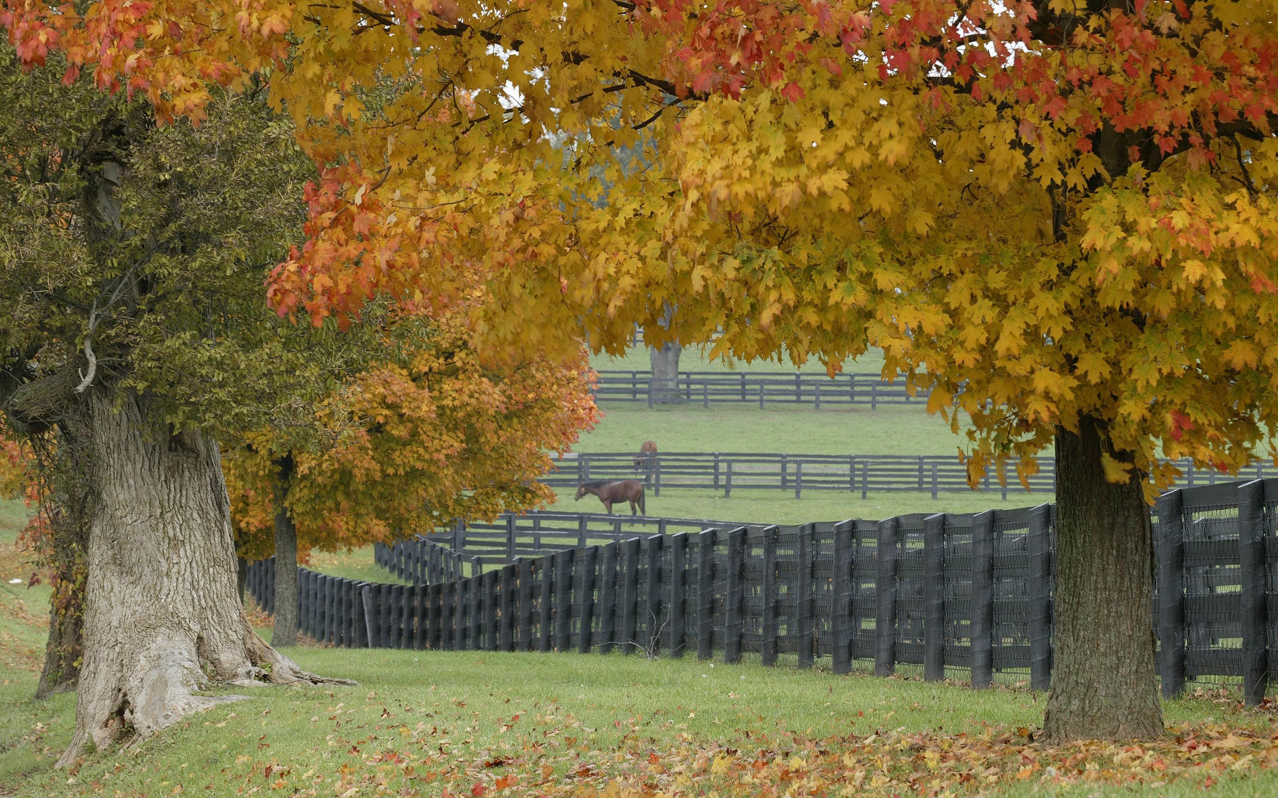2560x1600 Horse Farm in Fall