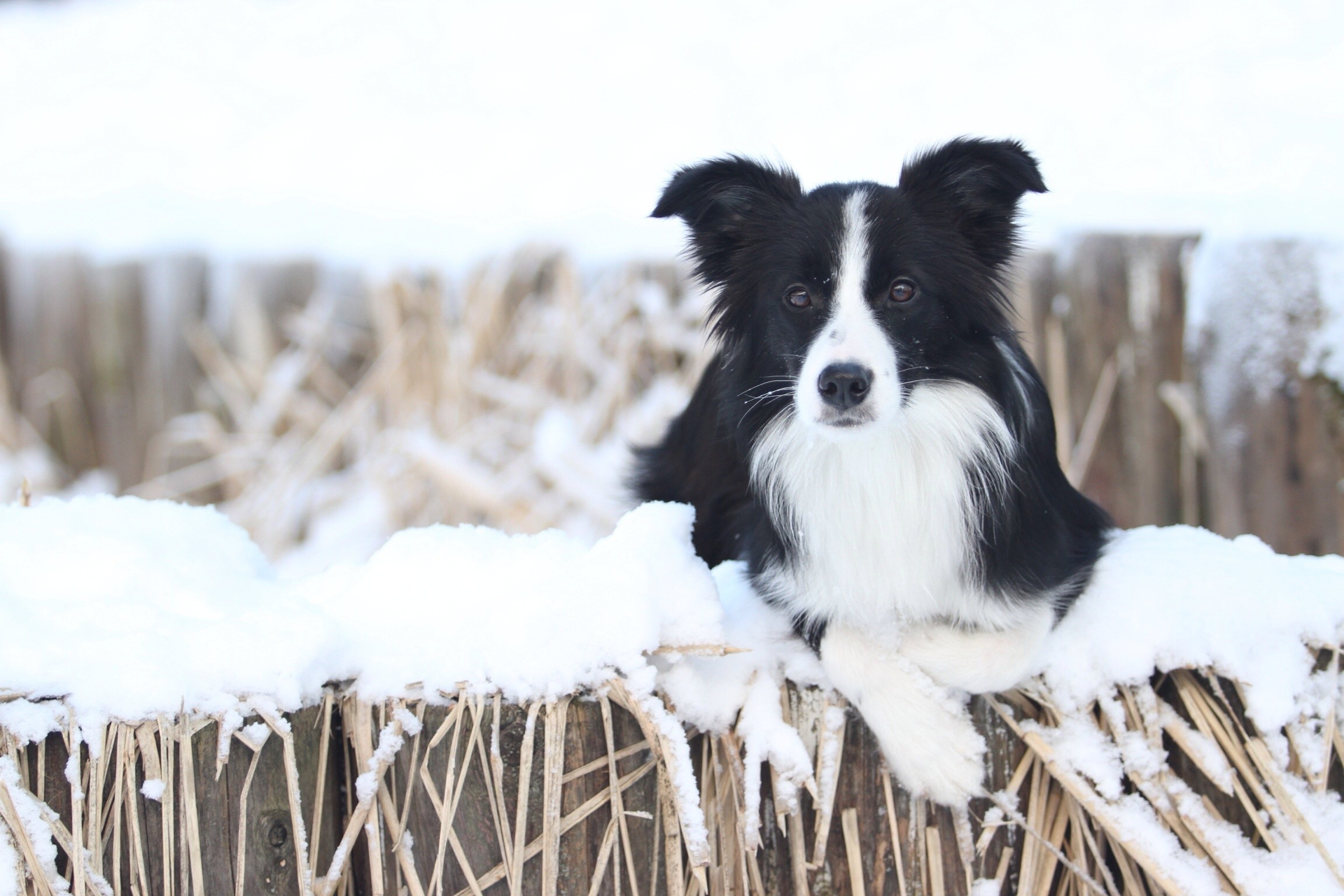 2304x1536 Bilder Border Collie Hunde Winter Schnee Tiere 