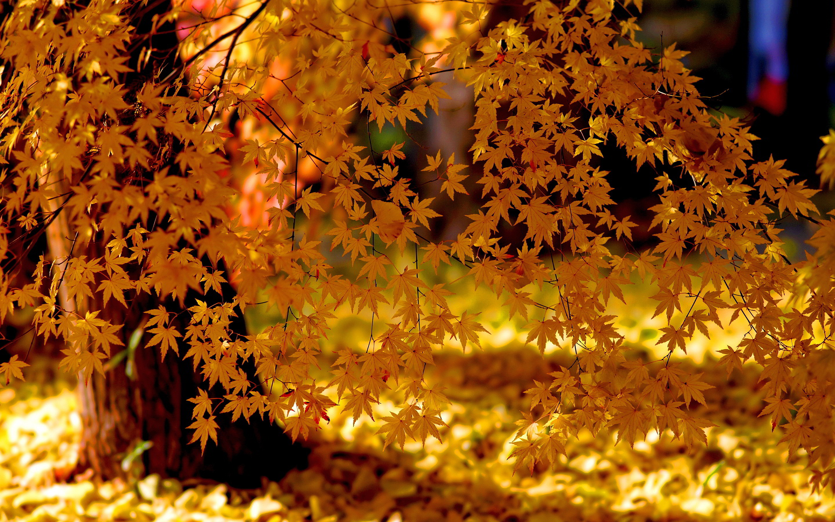 2880x1800 Autumn Yellow Leaves Fall Foliage Wallpaper