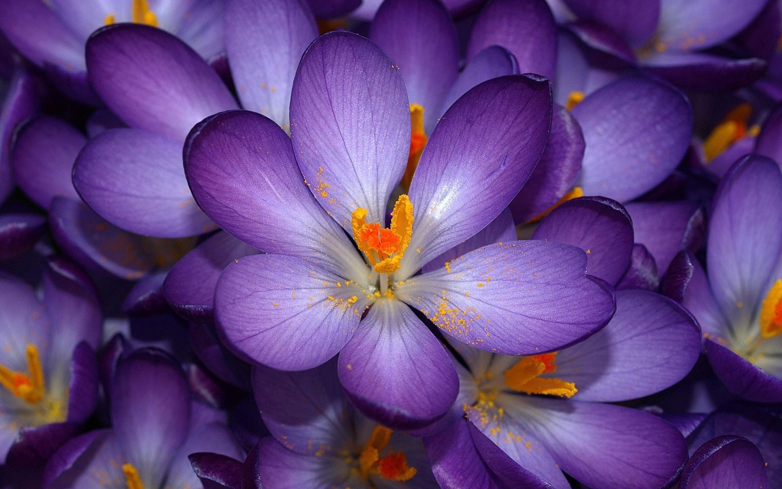 2560x1600 Autumn Purple Crocus Flower desktop wallpaper | WallpaperPixel