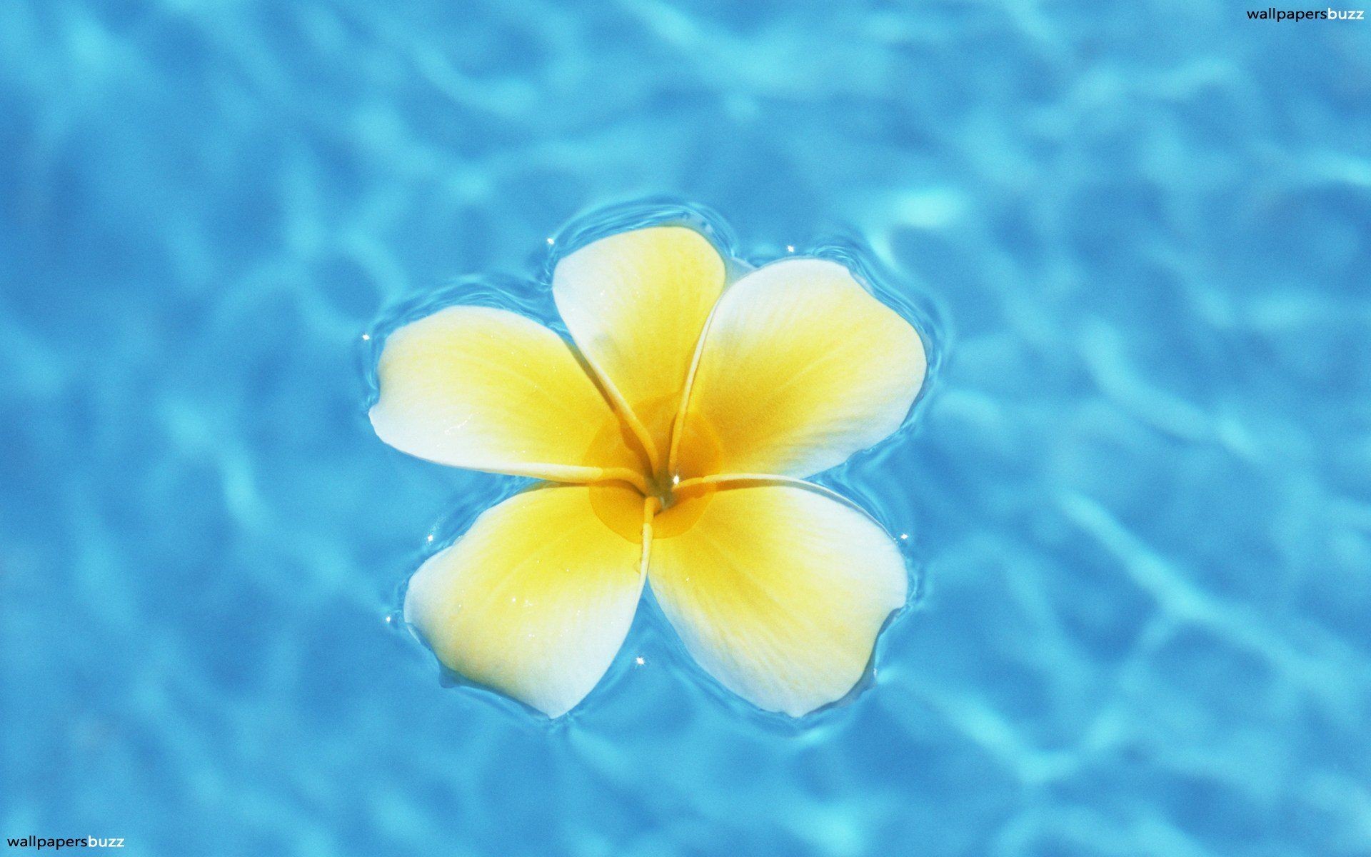 1920x1200 Hawaii Flower Images Long Wallpapers