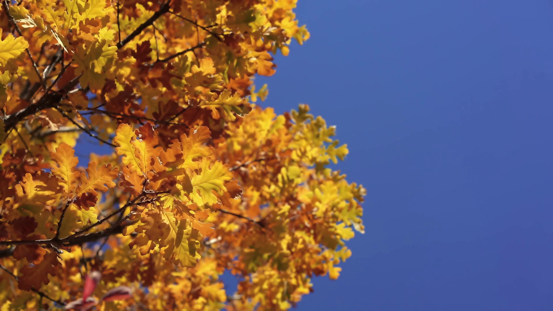 1920x1080 Sun shining through yellow oak tree leaves. Blue sky on the background. Beautiful  autumn