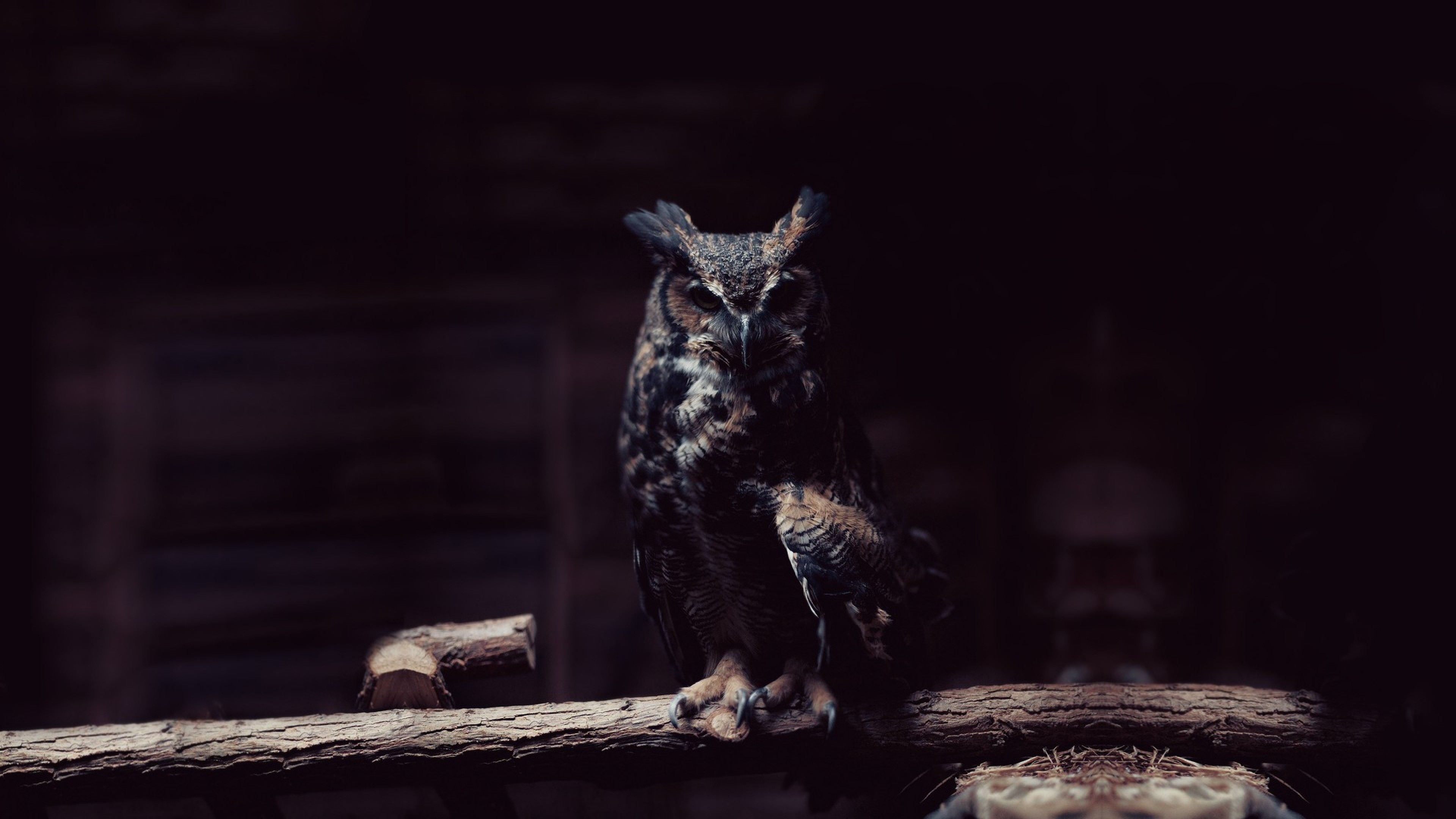 3840x2160 Mobile Free Owl Wallpaper Download Wallpaper And Background Animals Town  Cute Owl Wallpapers. Original Resolution  px