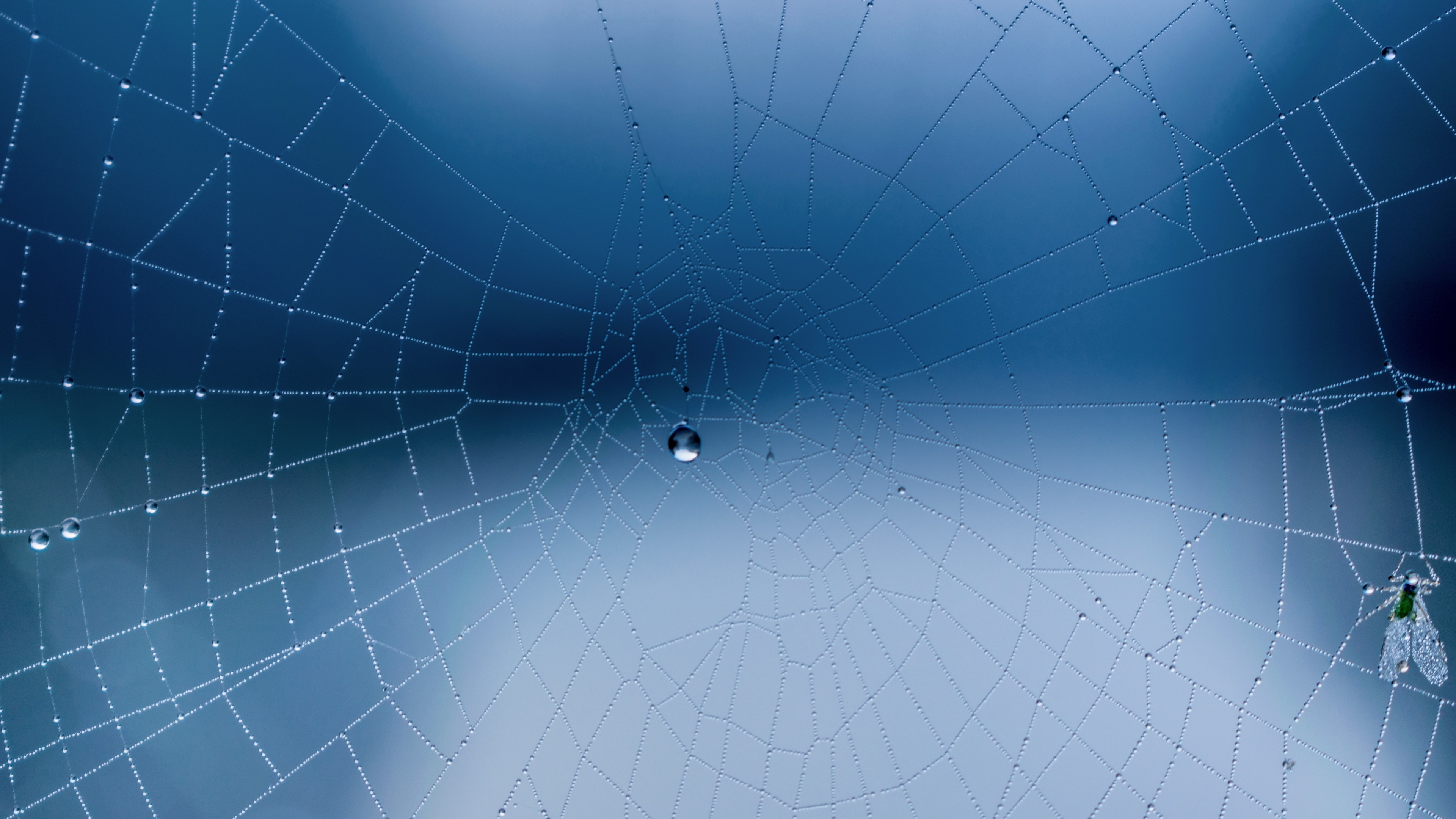 3840x2160  Wallpaper spider web, close-up, drops