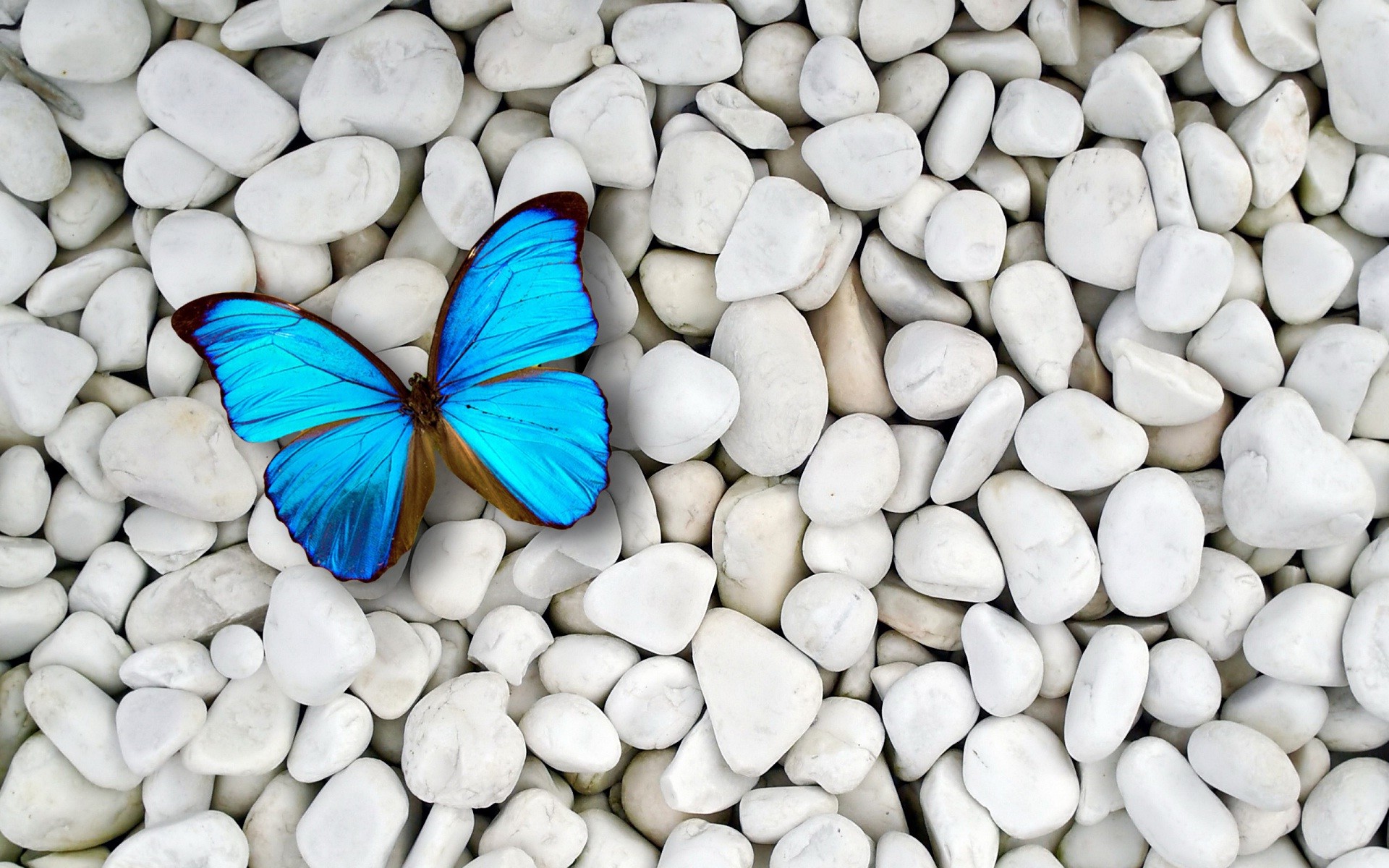 1920x1200 Light blue butterfly on white stone wallpapers