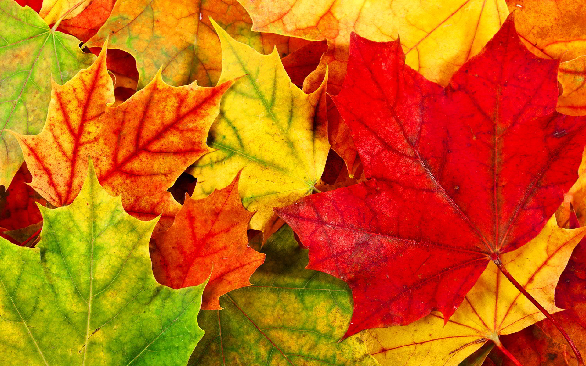 1920x1200 Colorful Leaves