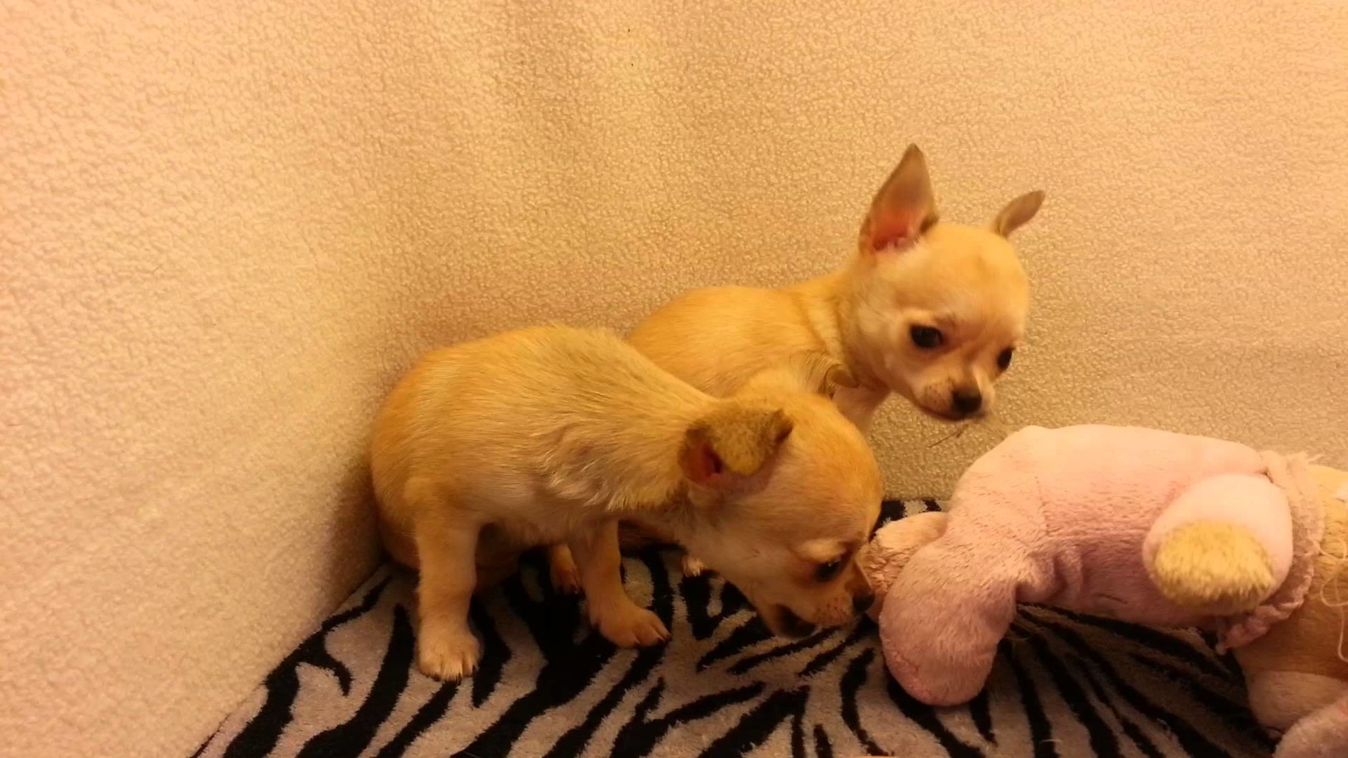 1920x1080 Chihuahua puppy for sale in Texas