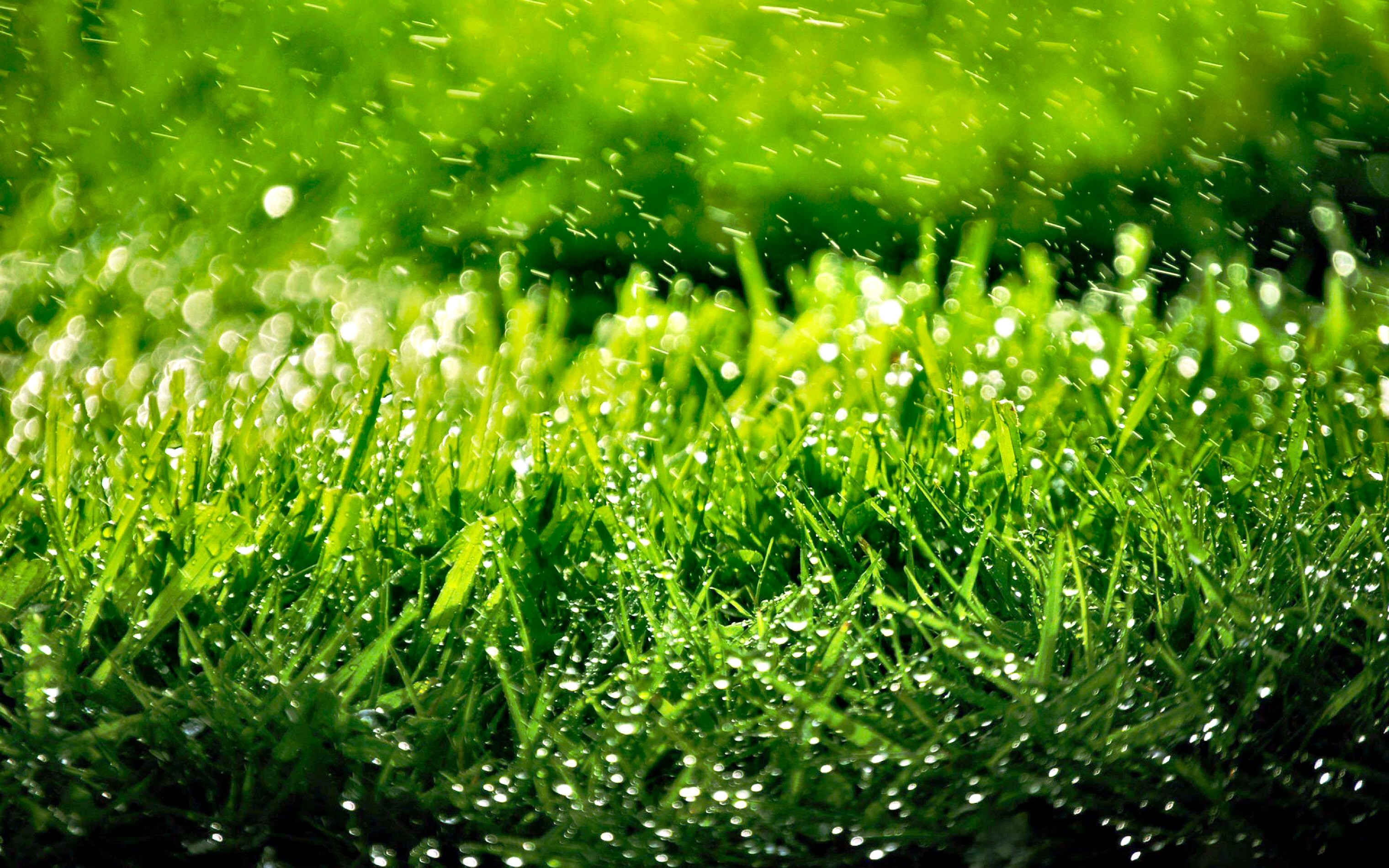 3040x1900 HD Green Leaf Nature Rain Drops Wallpapers ...
