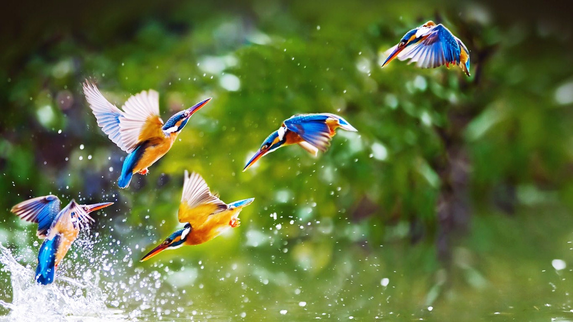 1920x1080 Awesome Birds in Rain Wallpapers HD Pictures