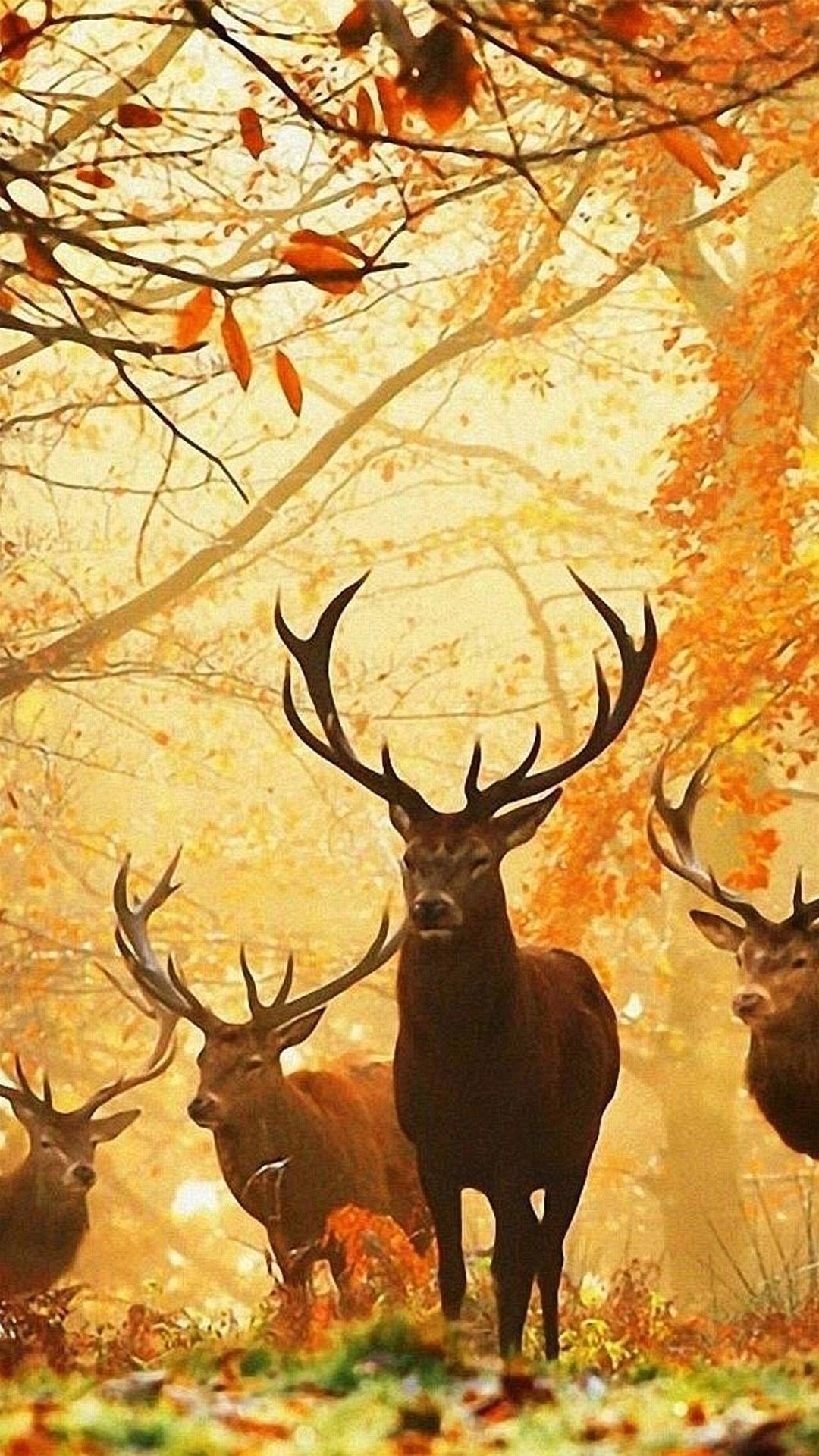 1080x1920 Deer In The Forest Wallpaper Deers Animals Wallpapers) – Art Wallpapers