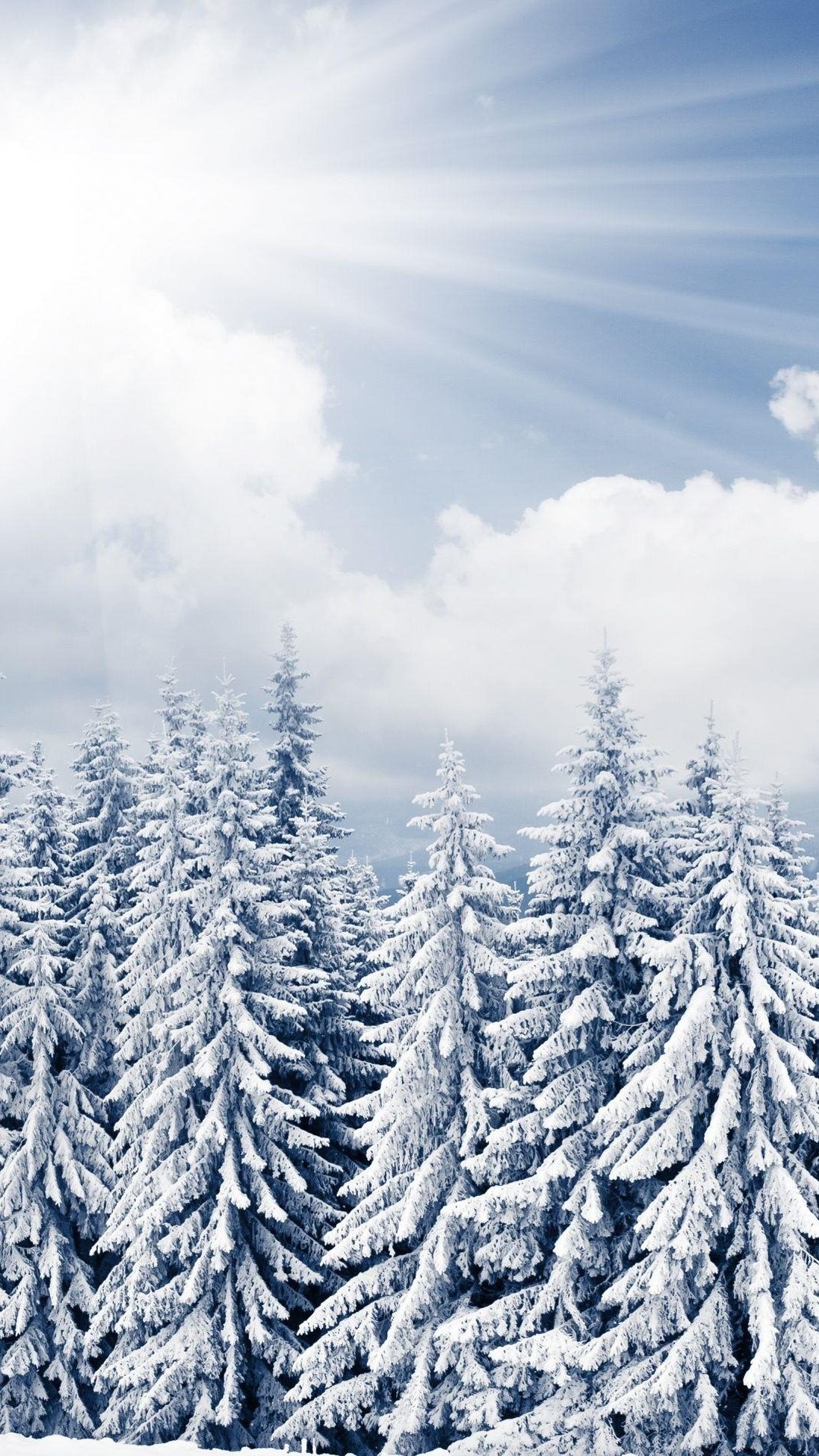 1080x1920 Sun Shine Ã¼ber Winter Kiefernwald iPhone 8 Plus Wallpaper