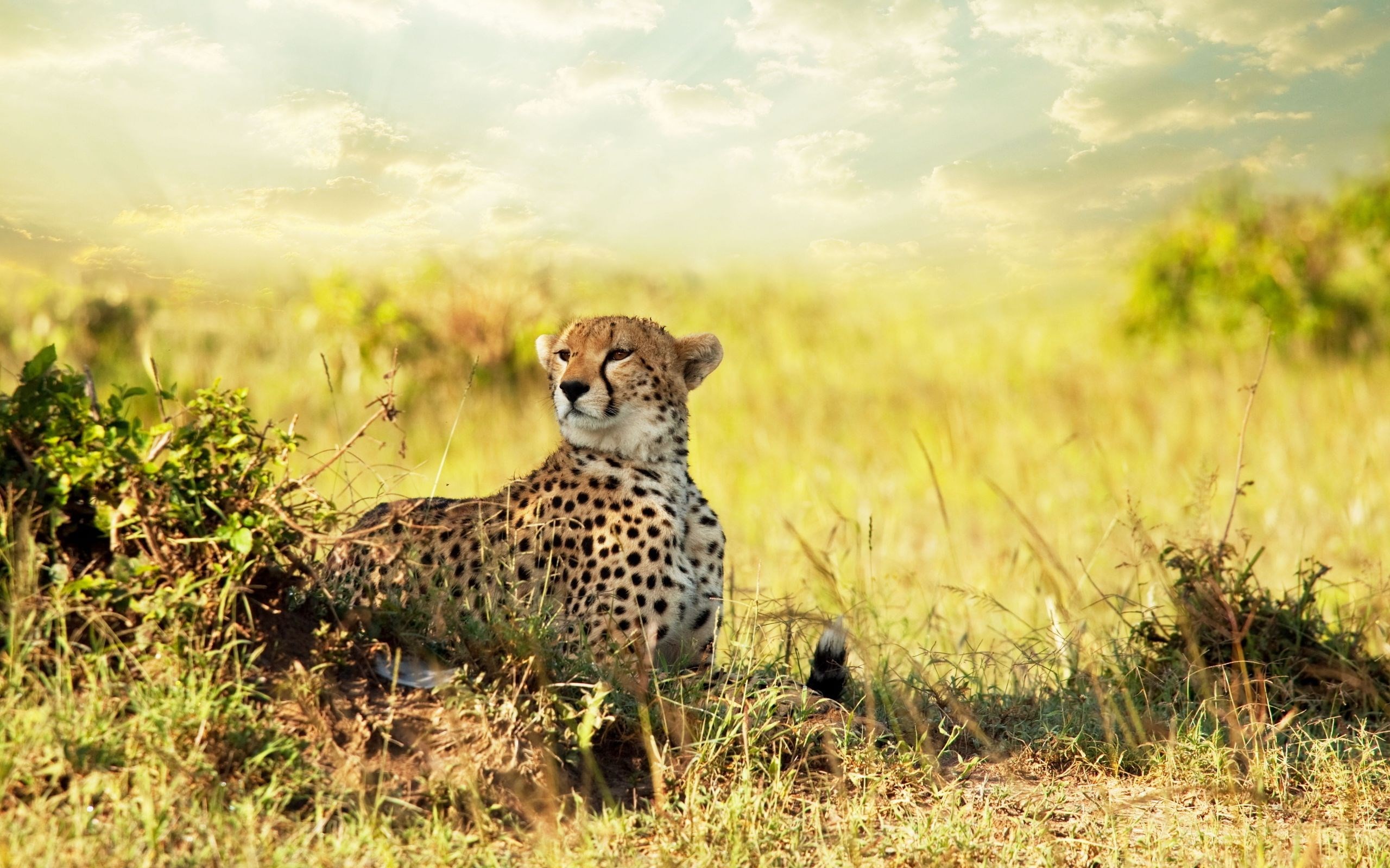 2560x1600  Desktop Background - cheetah