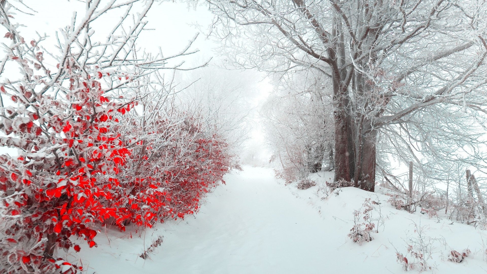 1920x1080 winter hd wallpapers HD Winter Wallpapers 22 – HdCoolWallpapers.Com