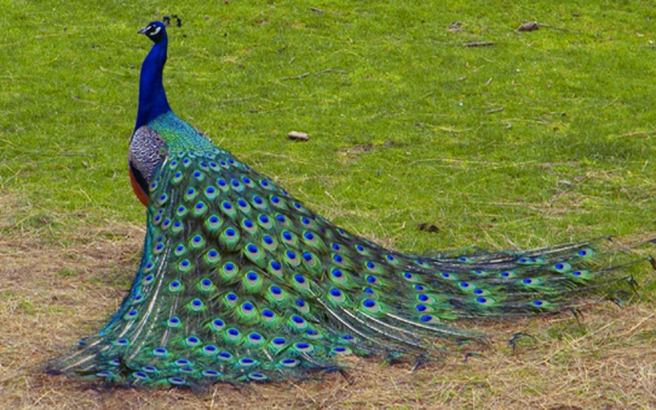 2560x1600 Peacock Wallpapers
