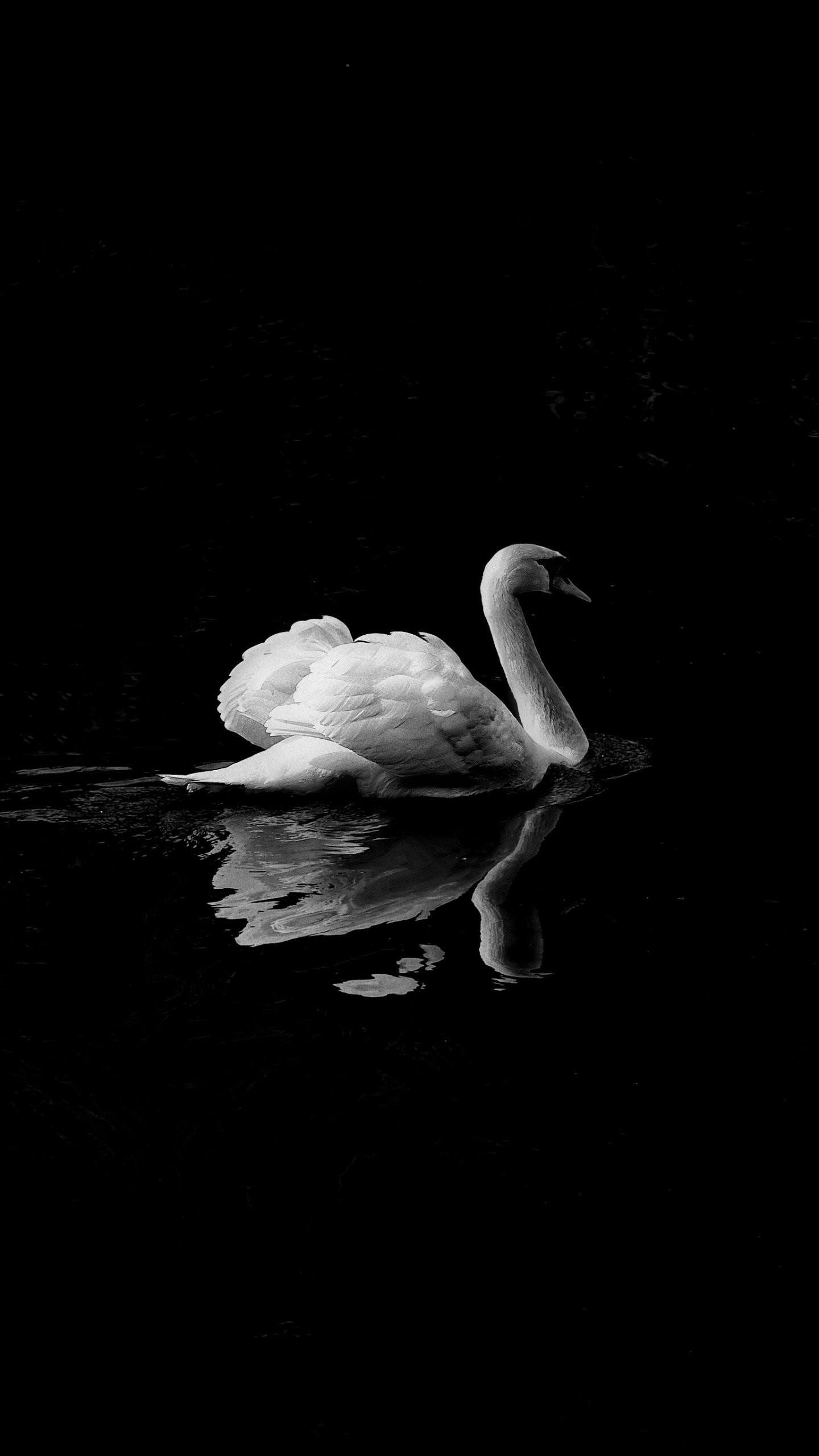 1440x2560 Swan in Lake iPhone Mobile Wallpaper