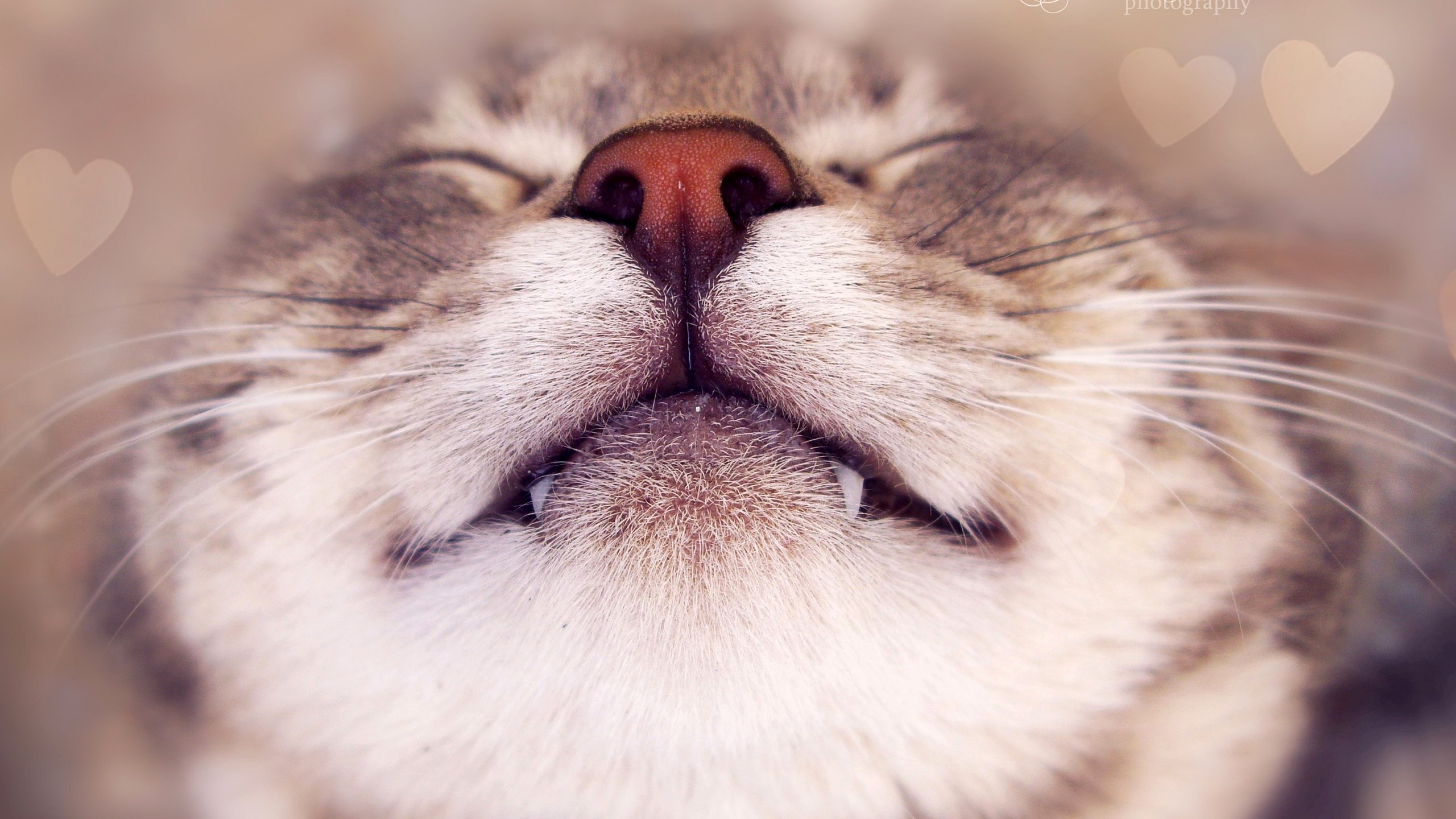 3840x2160  Wallpaper cat, face, happy, nose, heart