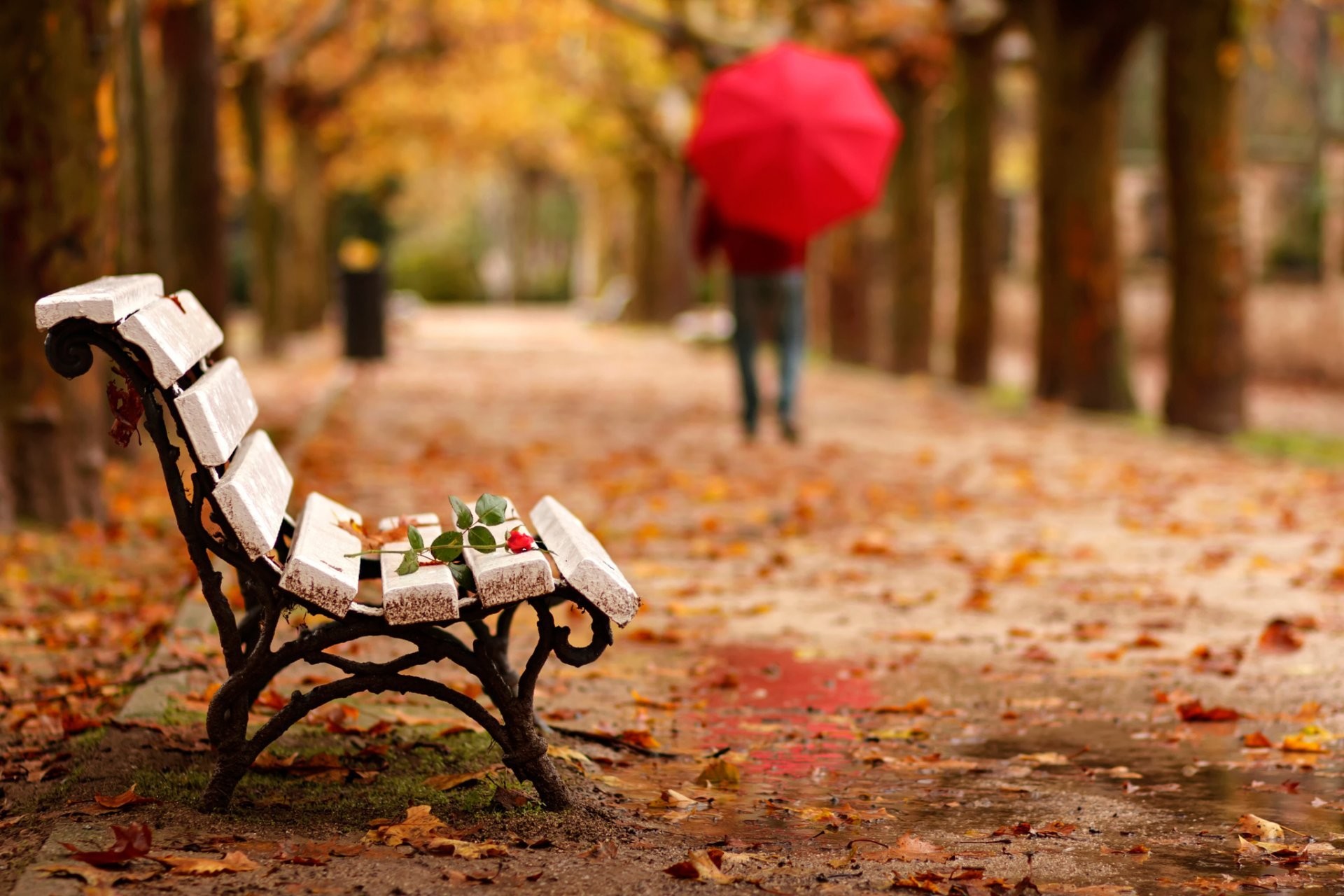 1920x1280 adios goodbye park bench flower rose man maintenance umbrella autumn