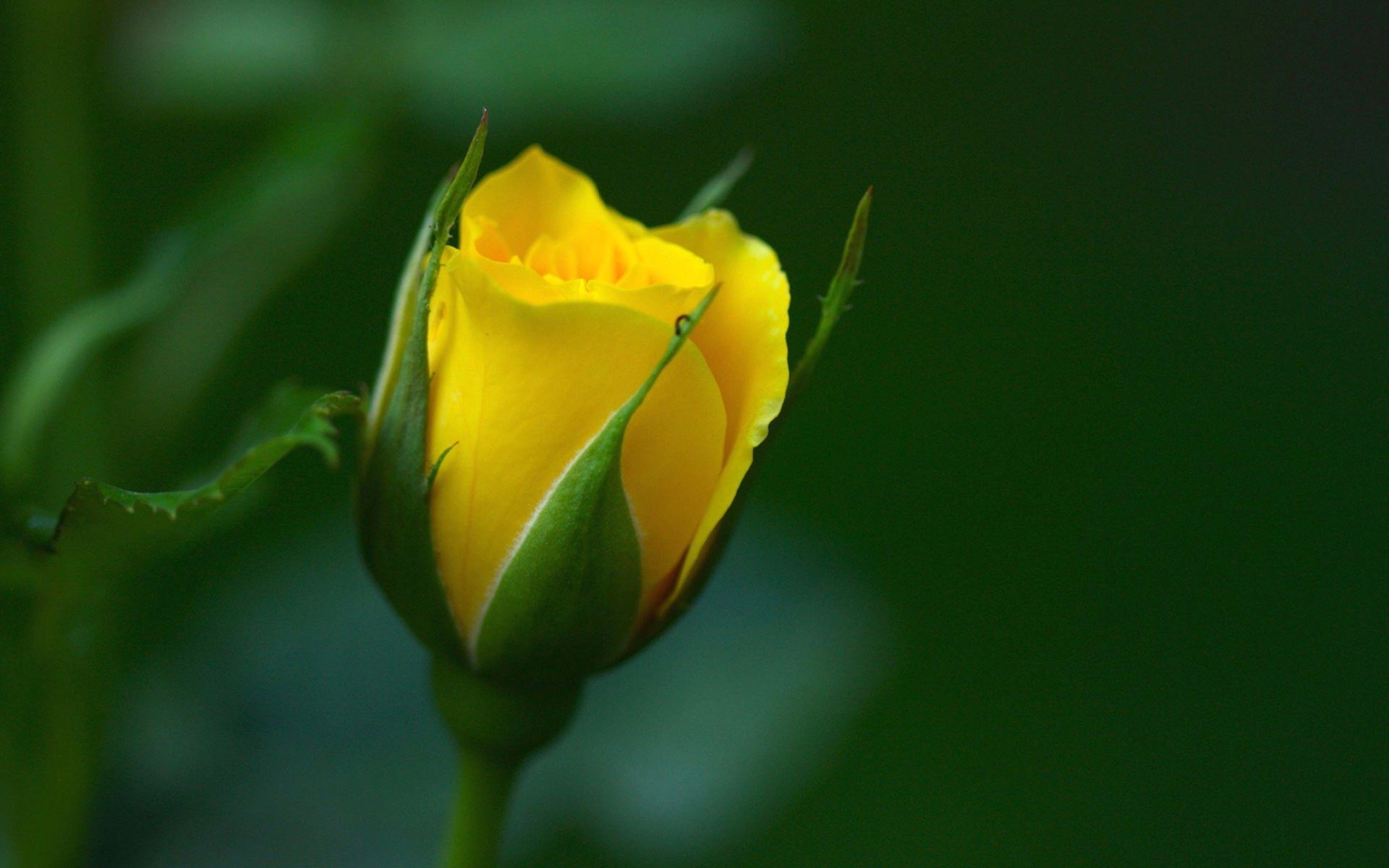 Yellow Rose Flower Wallpaper 63 images