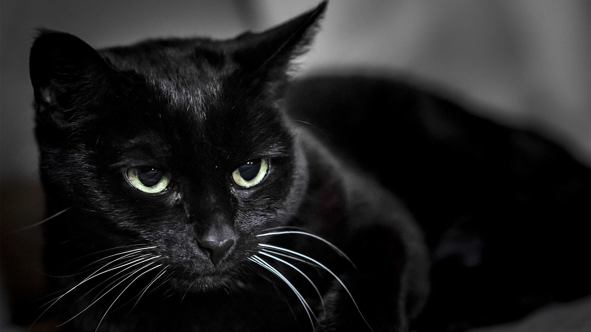 1920x1080  Wallpaper black cat, muzzle, eyes