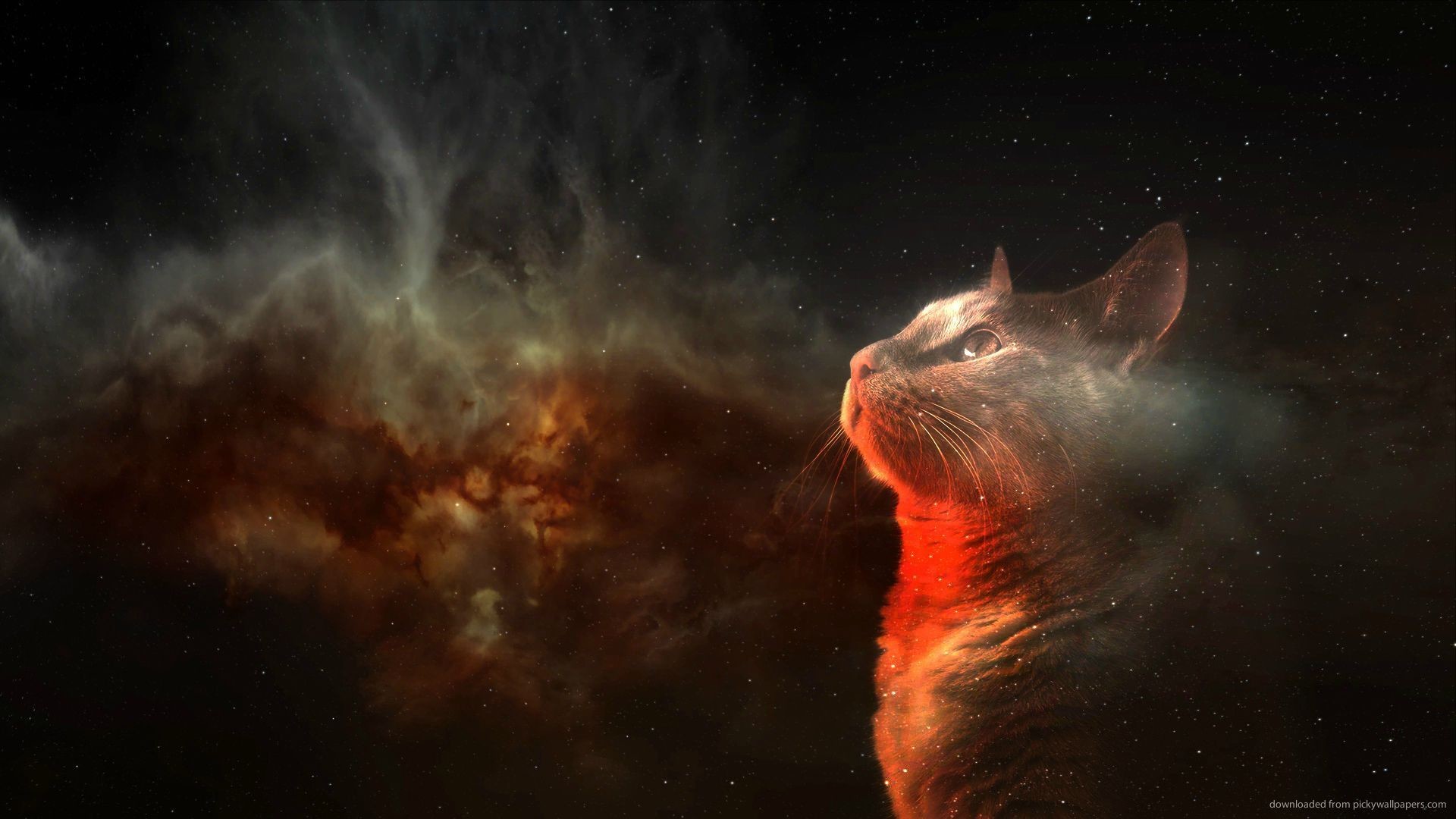 1920x1080 Amazing Space Cat for 
