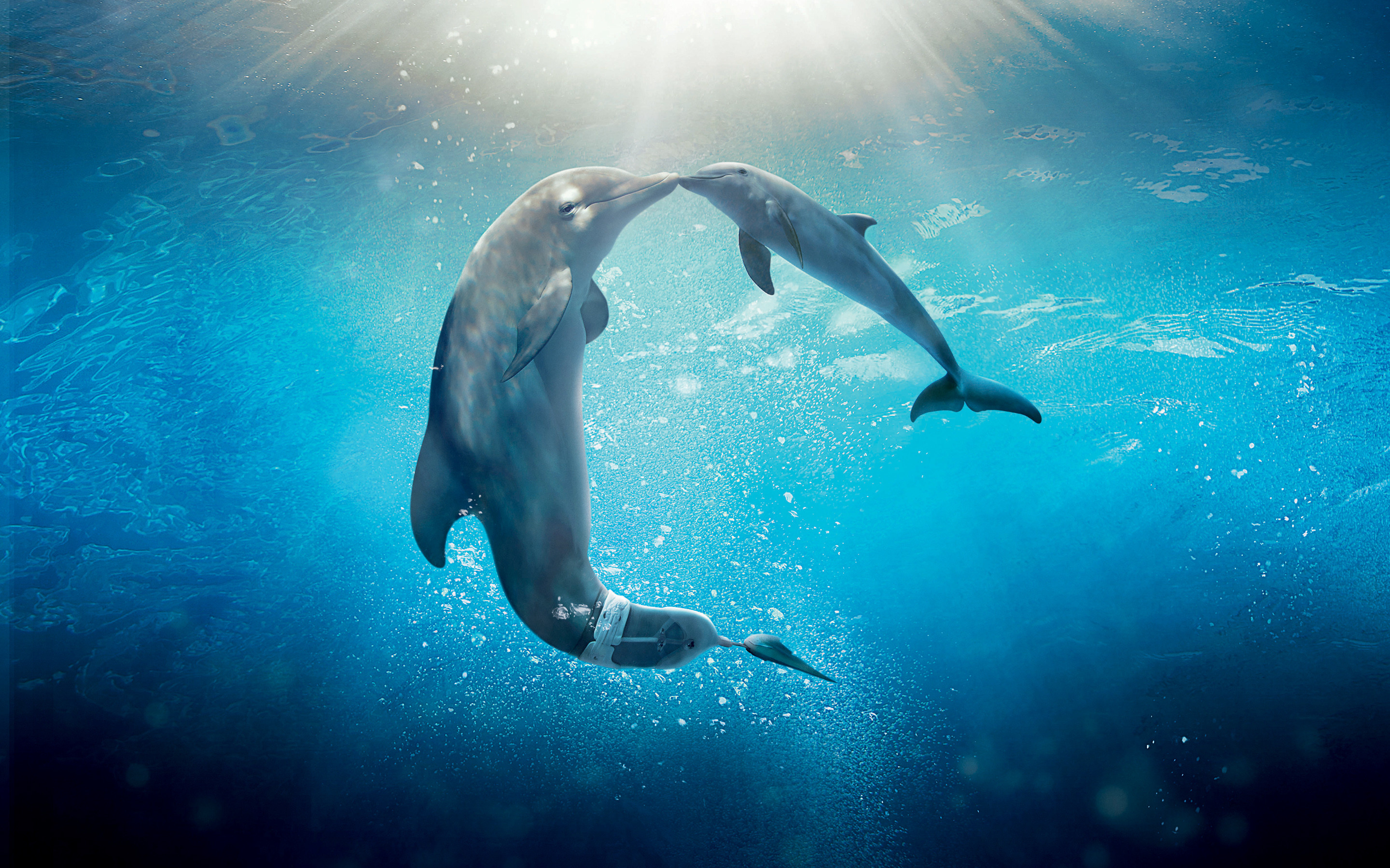 2880x1800 Dolphins images Dolphins HD wallpaper and background photos