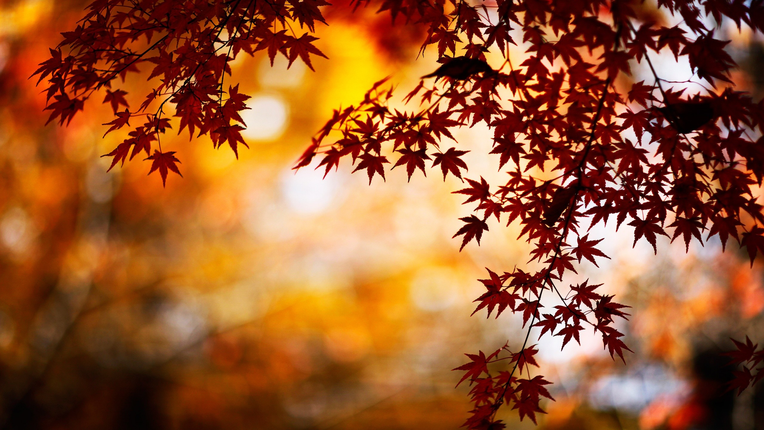 2560x1440 Autumn Leaves  wallpaper