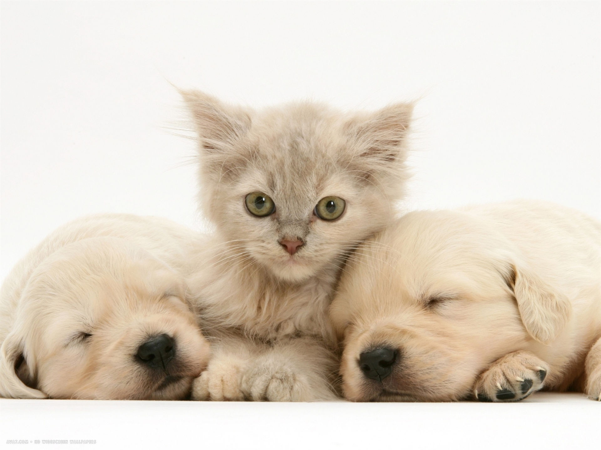 1920x1440 lilac tortoiseshell kitten between two sleeping golden retriever puppies  desktop wallpaper