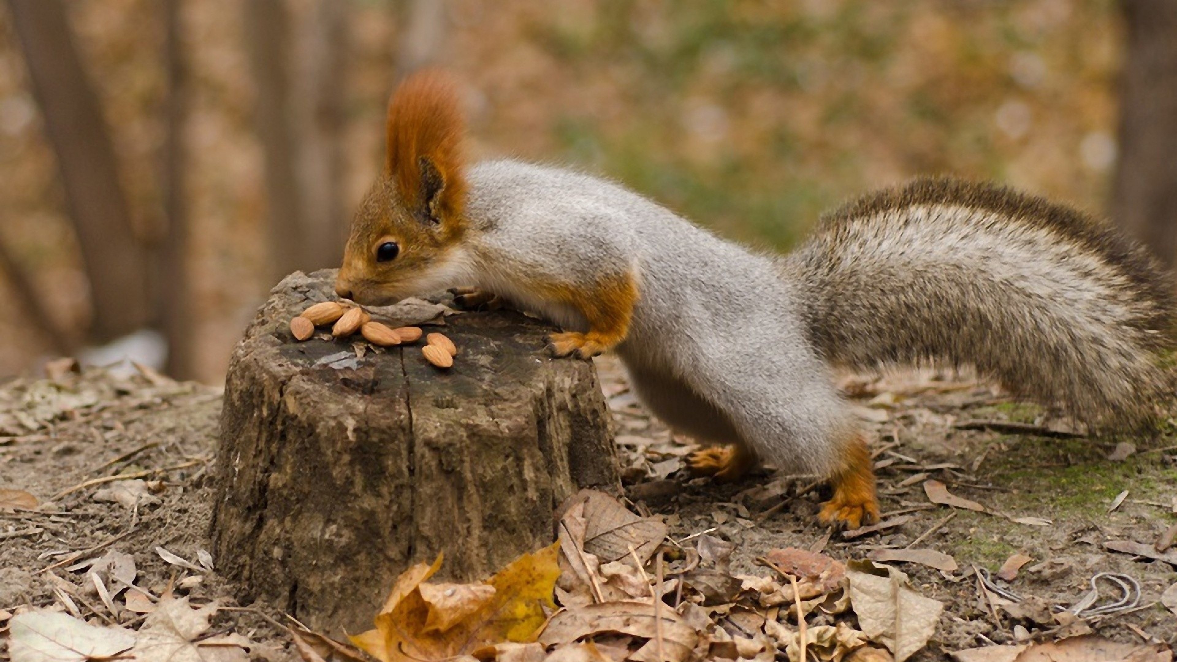 3840x2160  Wallpaper squirrel, fall, food, leaves
