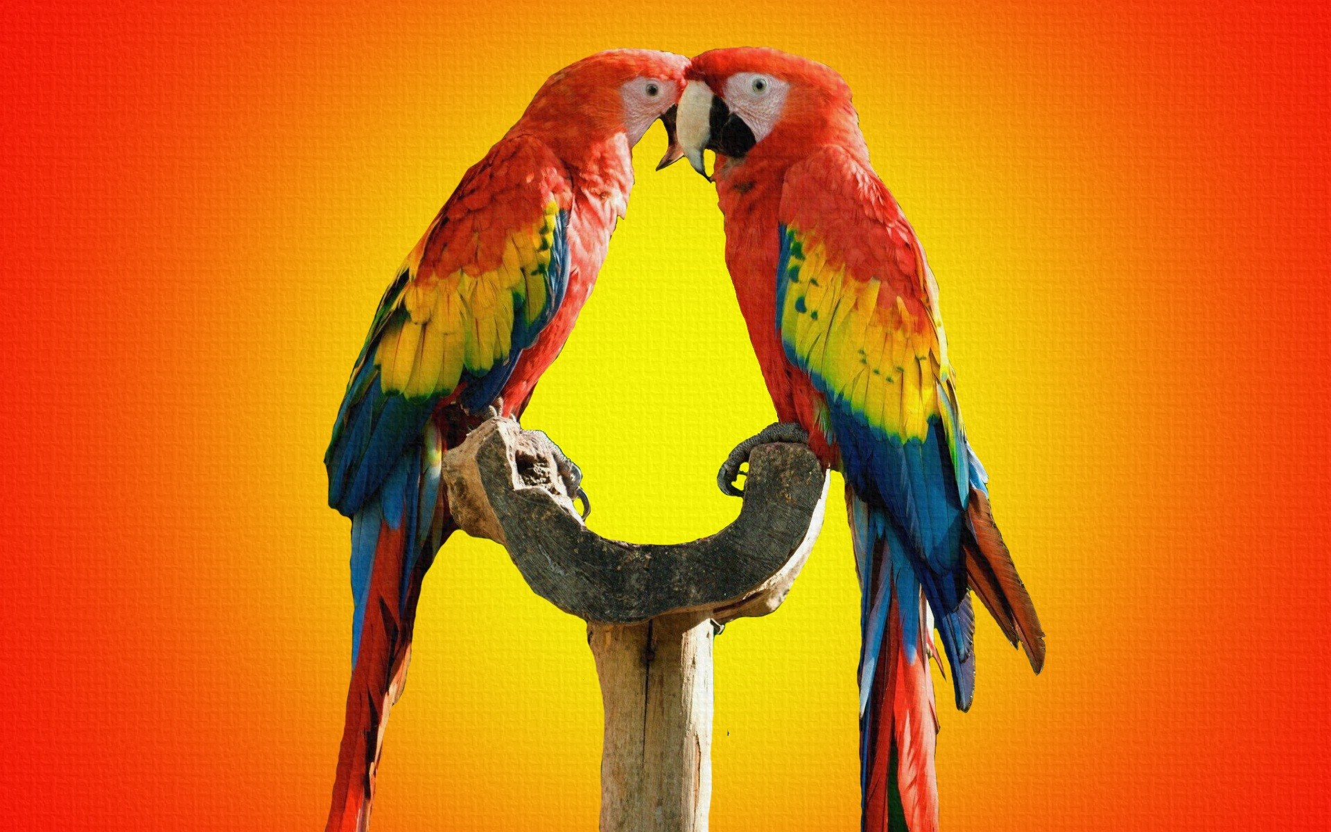 1920x1200 Parrot birds kissing wallpaper
