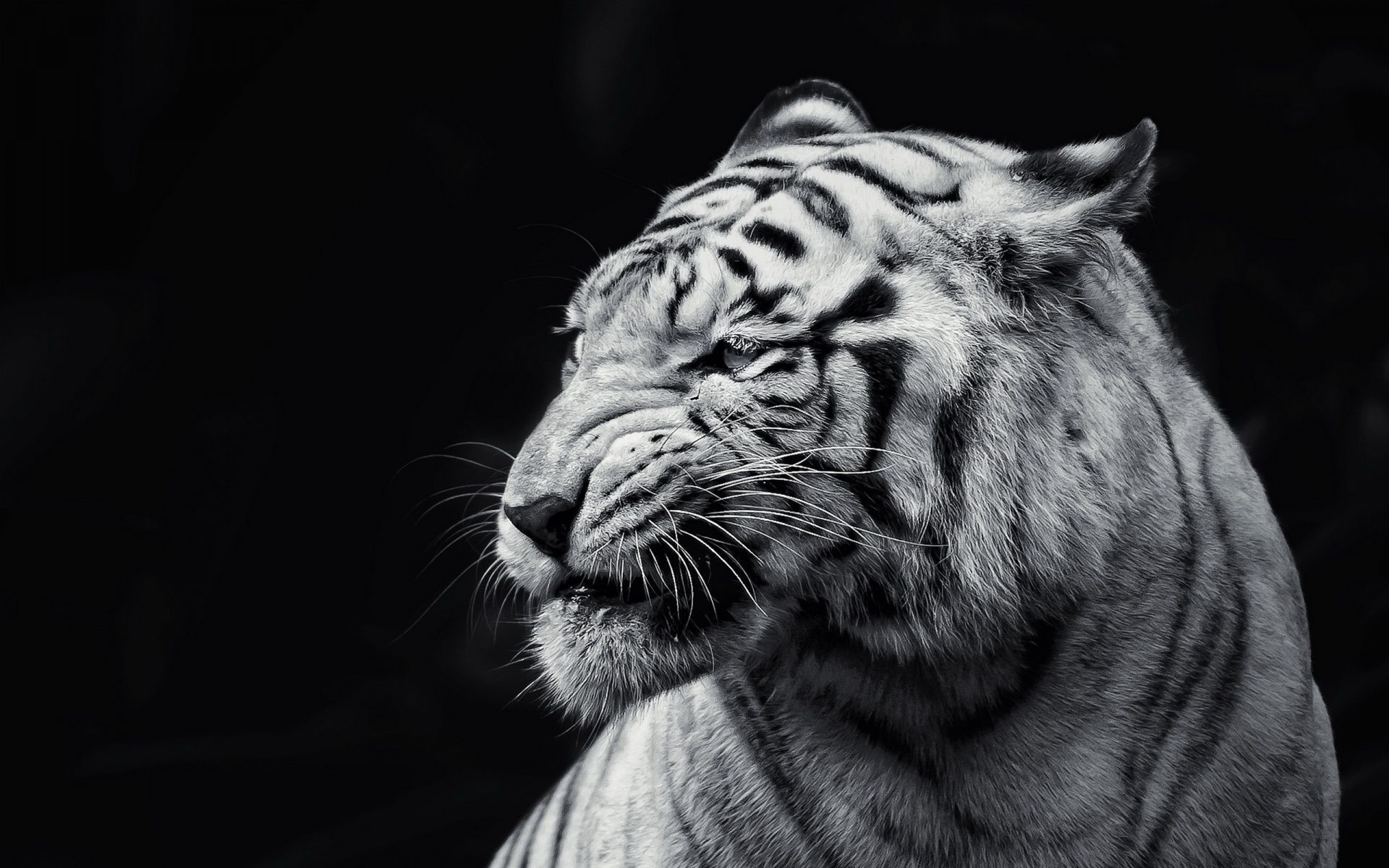 1920x1200 190 White Tiger HD Wallpapers | Backgrounds - Wallpaper Abyss - Page 5