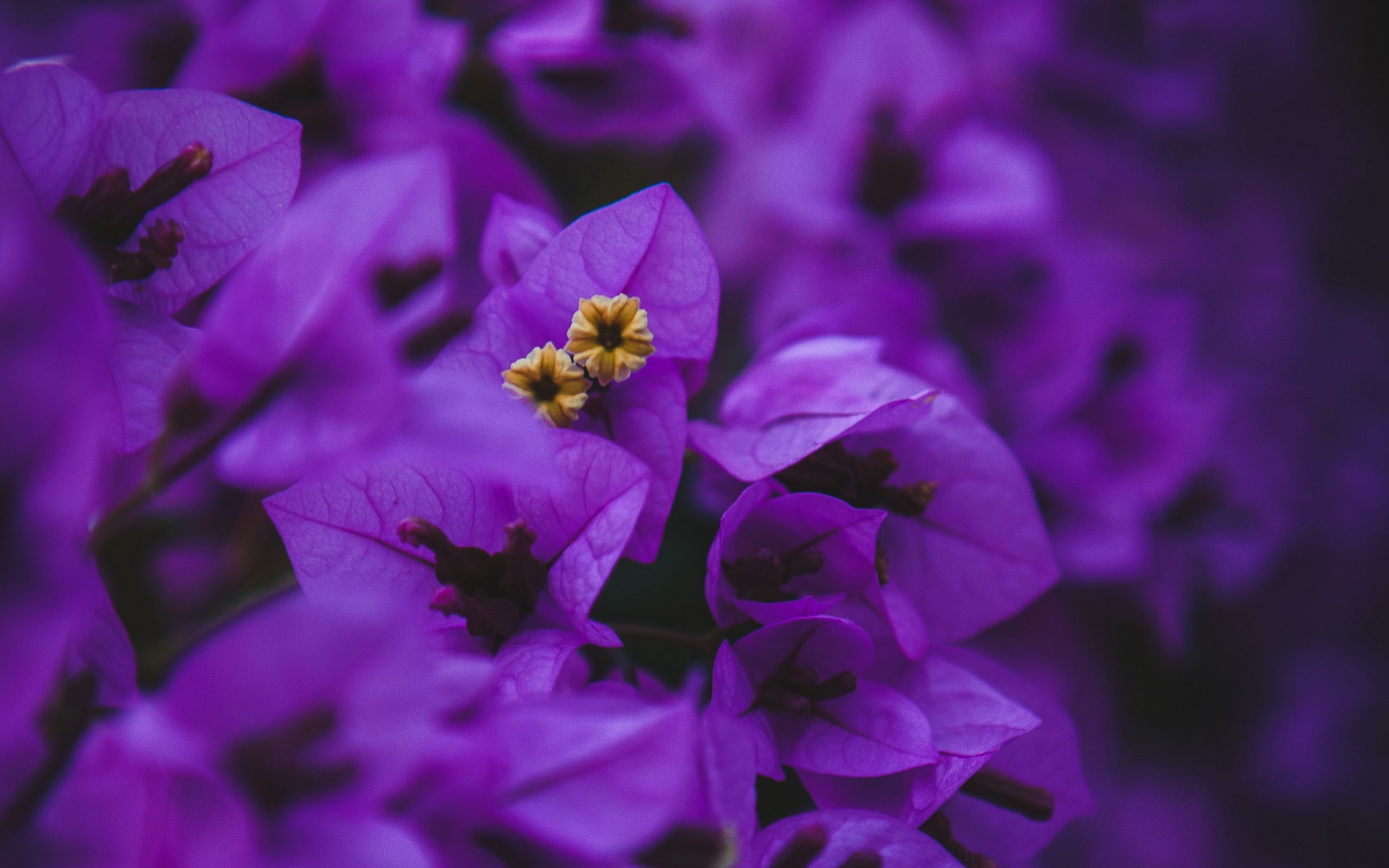 Фиолетовый обои картинки. Сирень лиловая пирамида. Сиреневые цветы. Фиолетовые цветы. Красивые фиолетовые цветы.