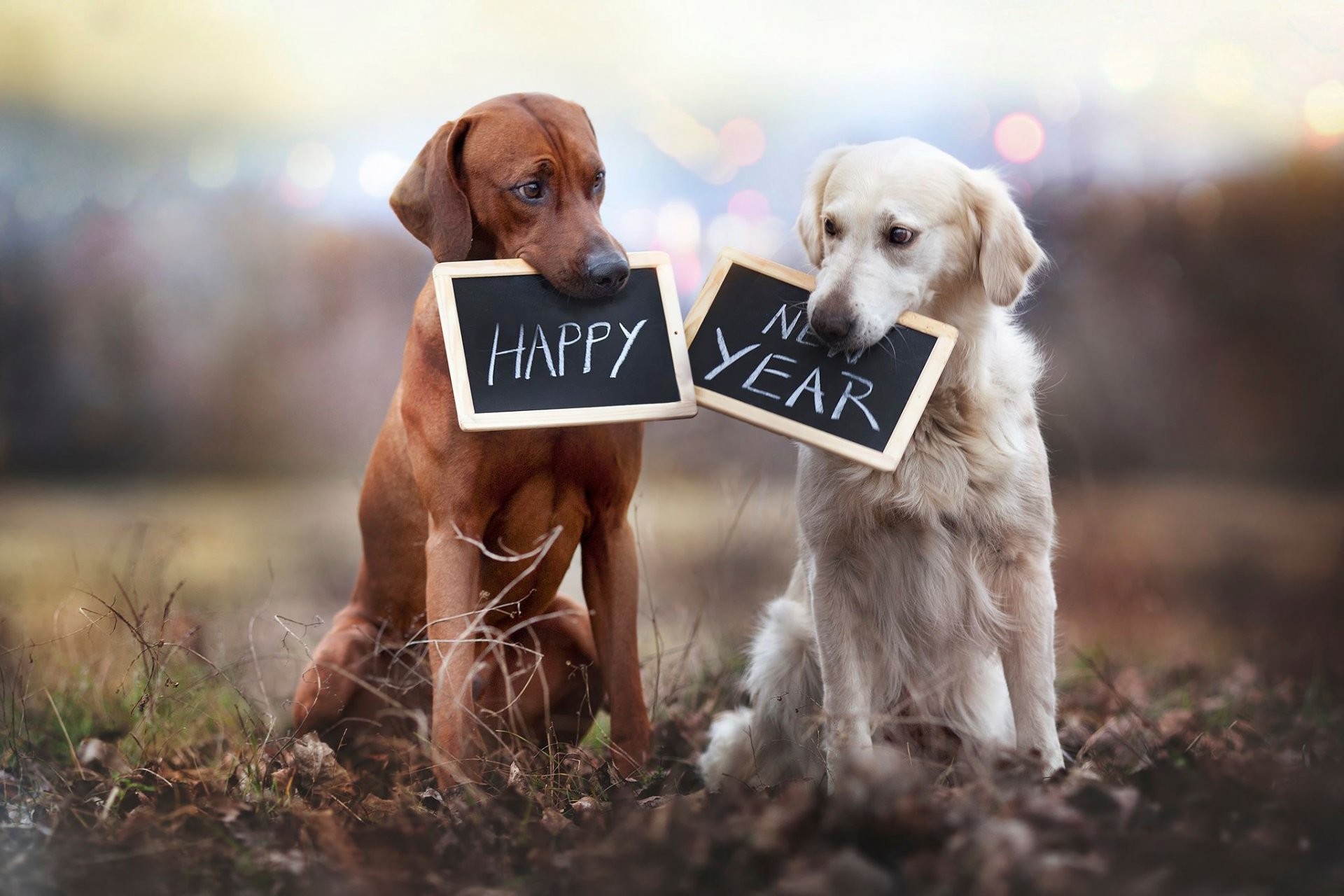 1920x1280 happy new year dogs tablets