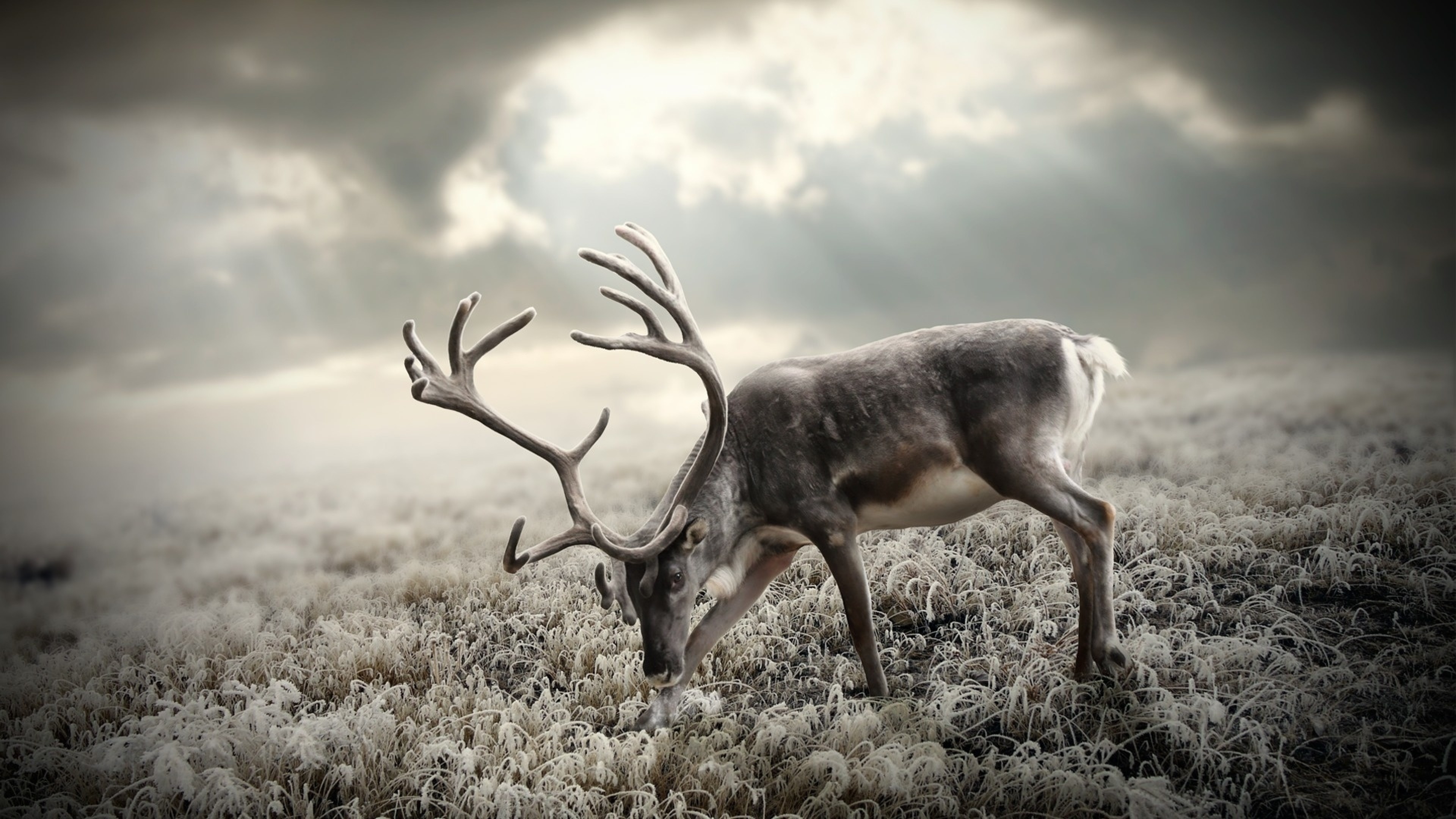 3840x2160  Wallpaper deer, nature, walking, black and white