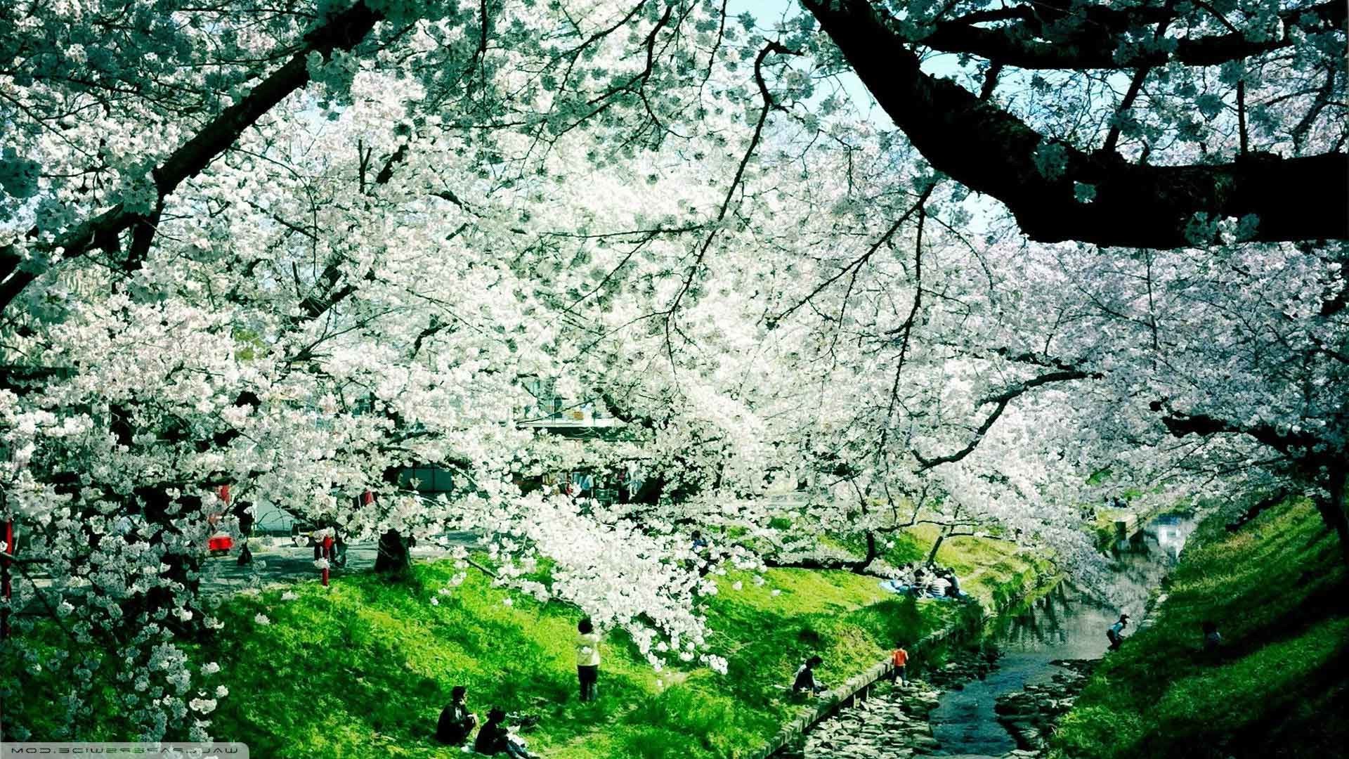 1920x1080 Trees Spring Nature Flowered Flowers Animated Wallpaper Image
