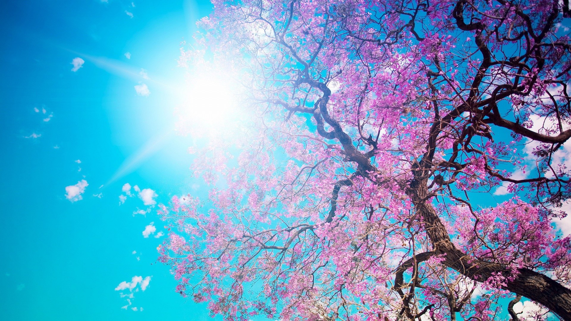 1920x1080 Beautiful-Spring-Sun-Trees-HD-Wallpaper