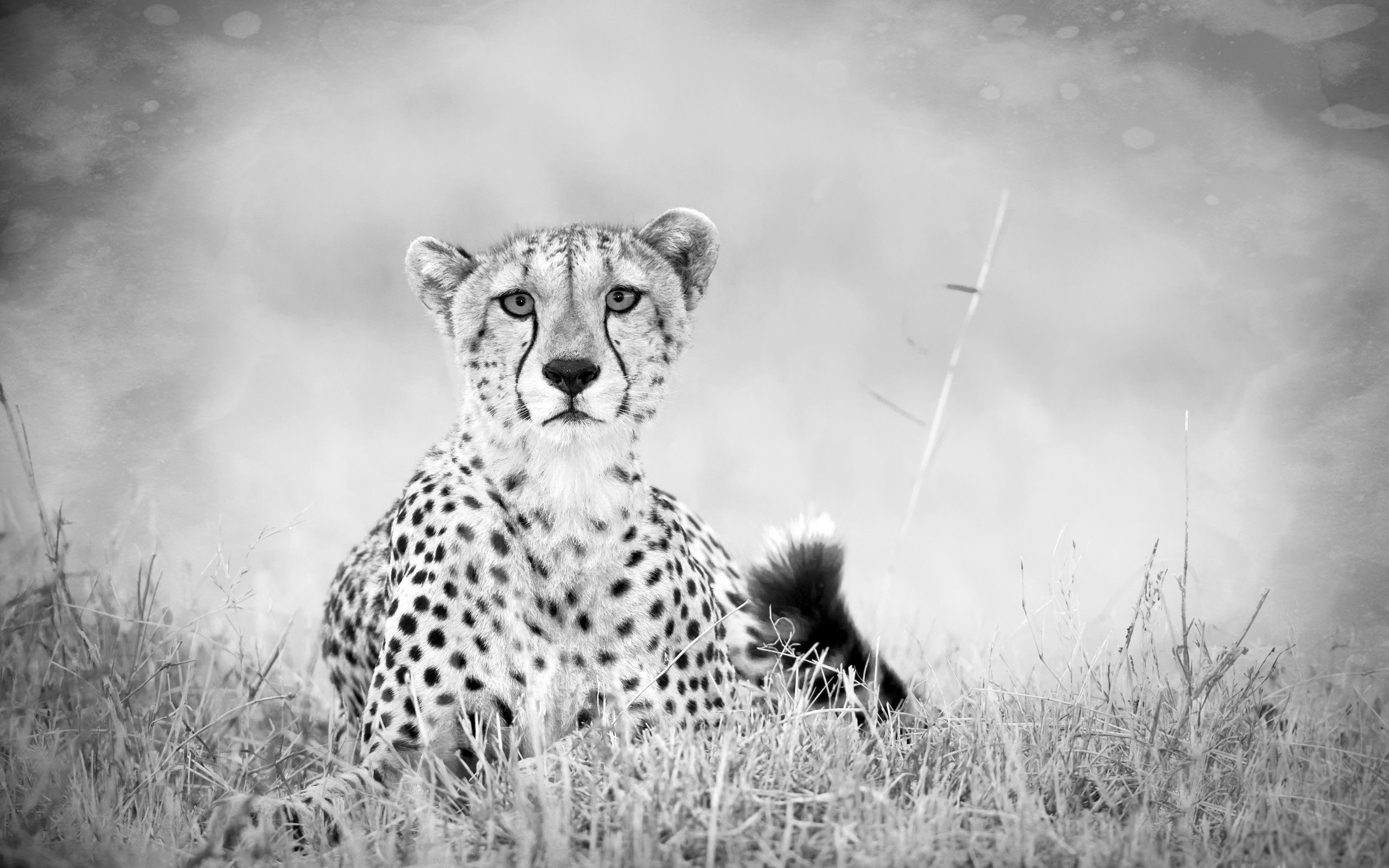 2560x1600 cheetah desktop background