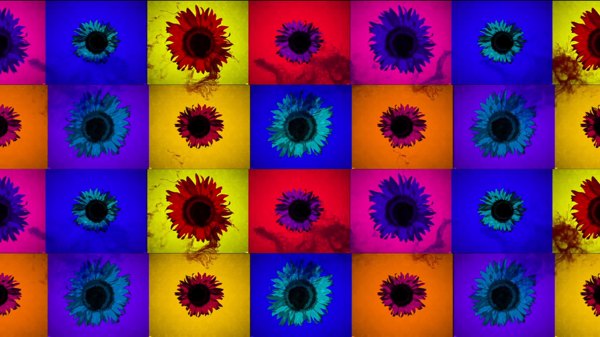 1920x1080 Colourful Flower Motion Background