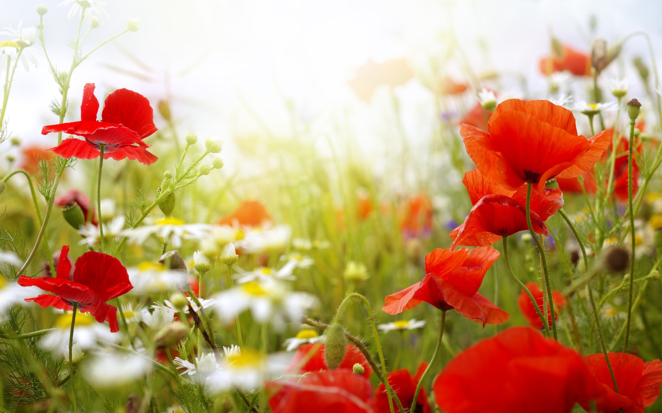 2560x1600 Download Convert View Source. Tagged on : Flower Wallpapers Hd Background  ...