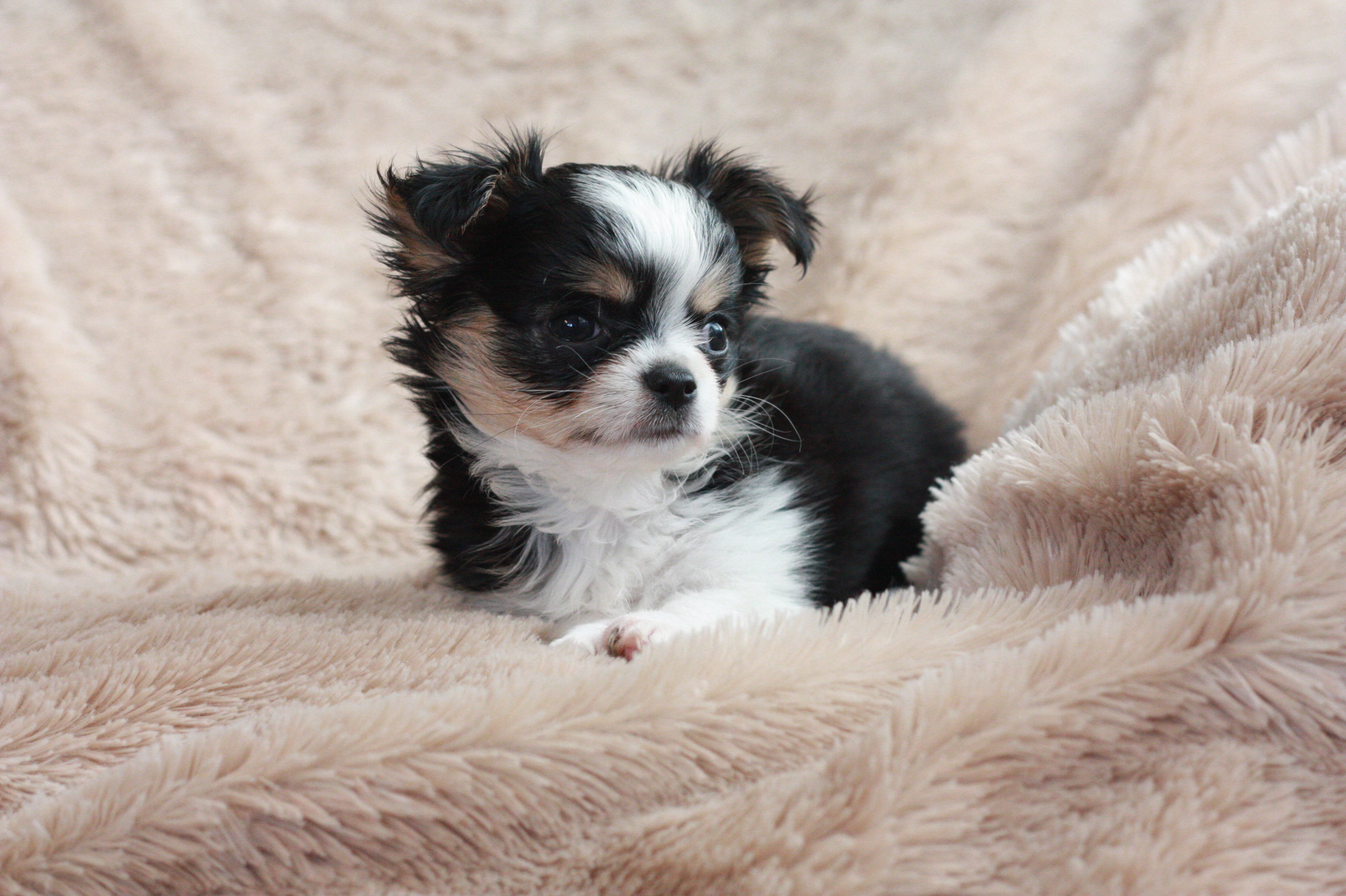 3088x2056 Specializing in Teacup Chihuahua Puppies for sale, Chihuahua Puppies, tiny  chihuahuas, chihuahuas for sale, all colors of chihuahua puppies for sale,  ...
