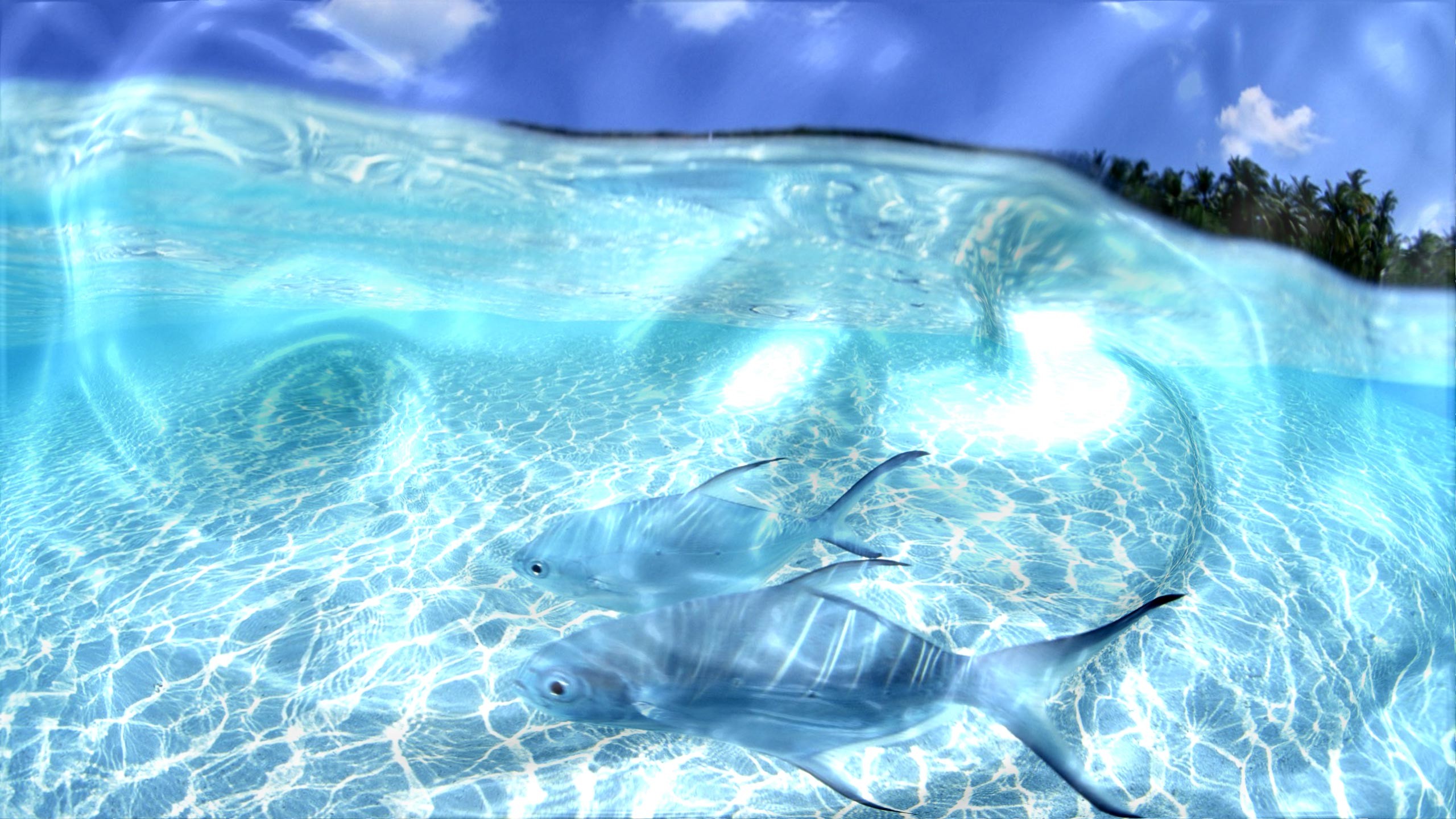 2560x1440 Watery Desktop 3D