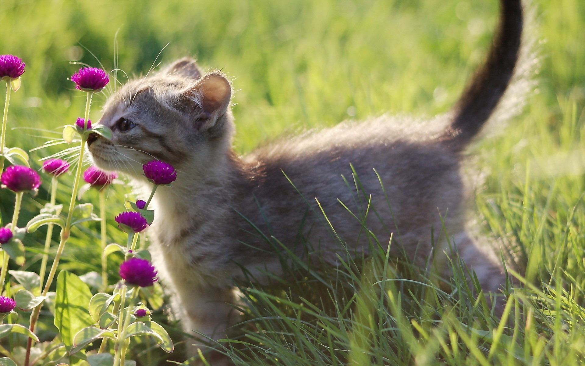1920x1200 Kitten smells the flowers wallpapers and images - wallpapers, pictures,  photos