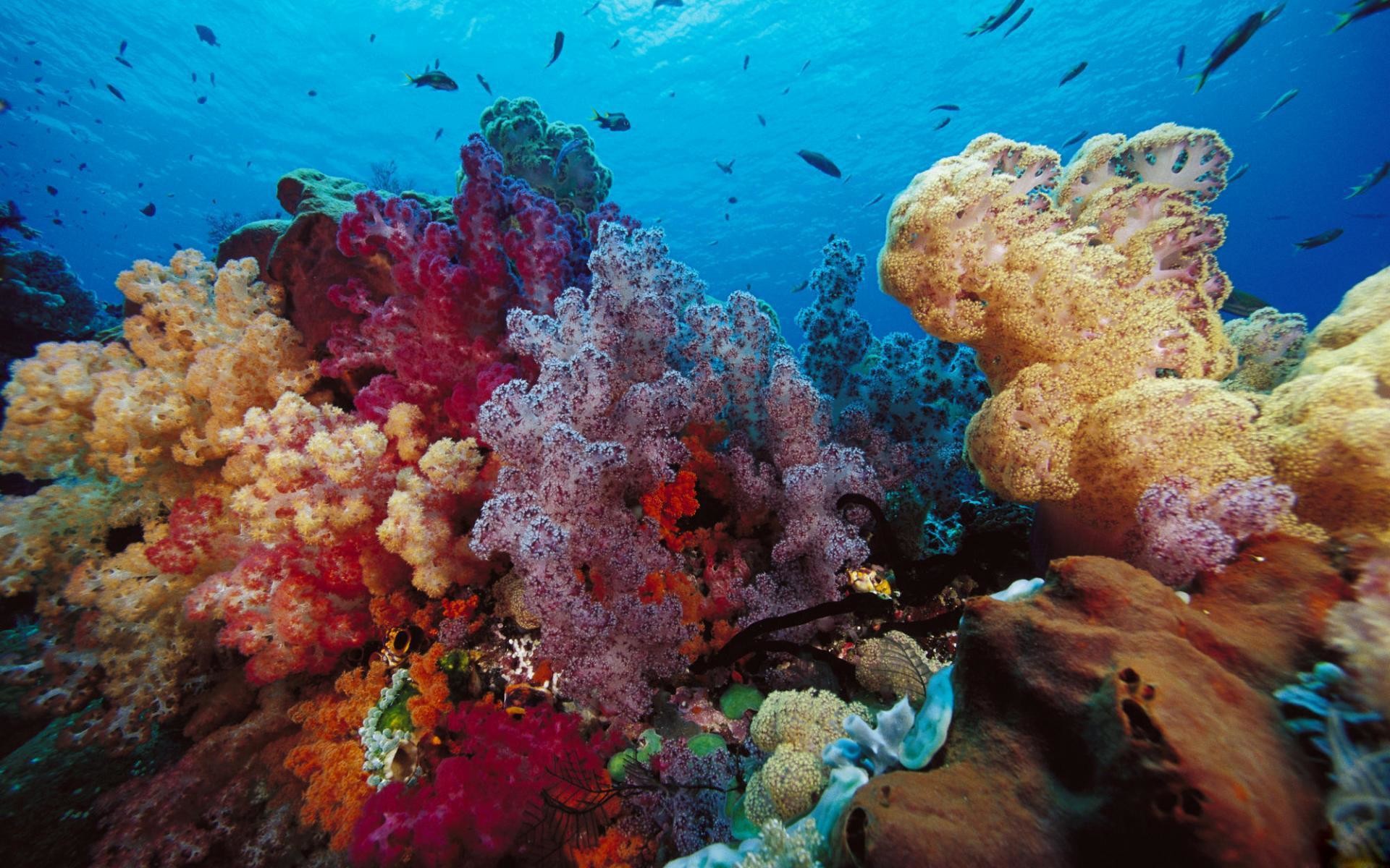 1920x1200 wallpaper.wiki-Wallpapers-for-coral-reef-background-PIC-