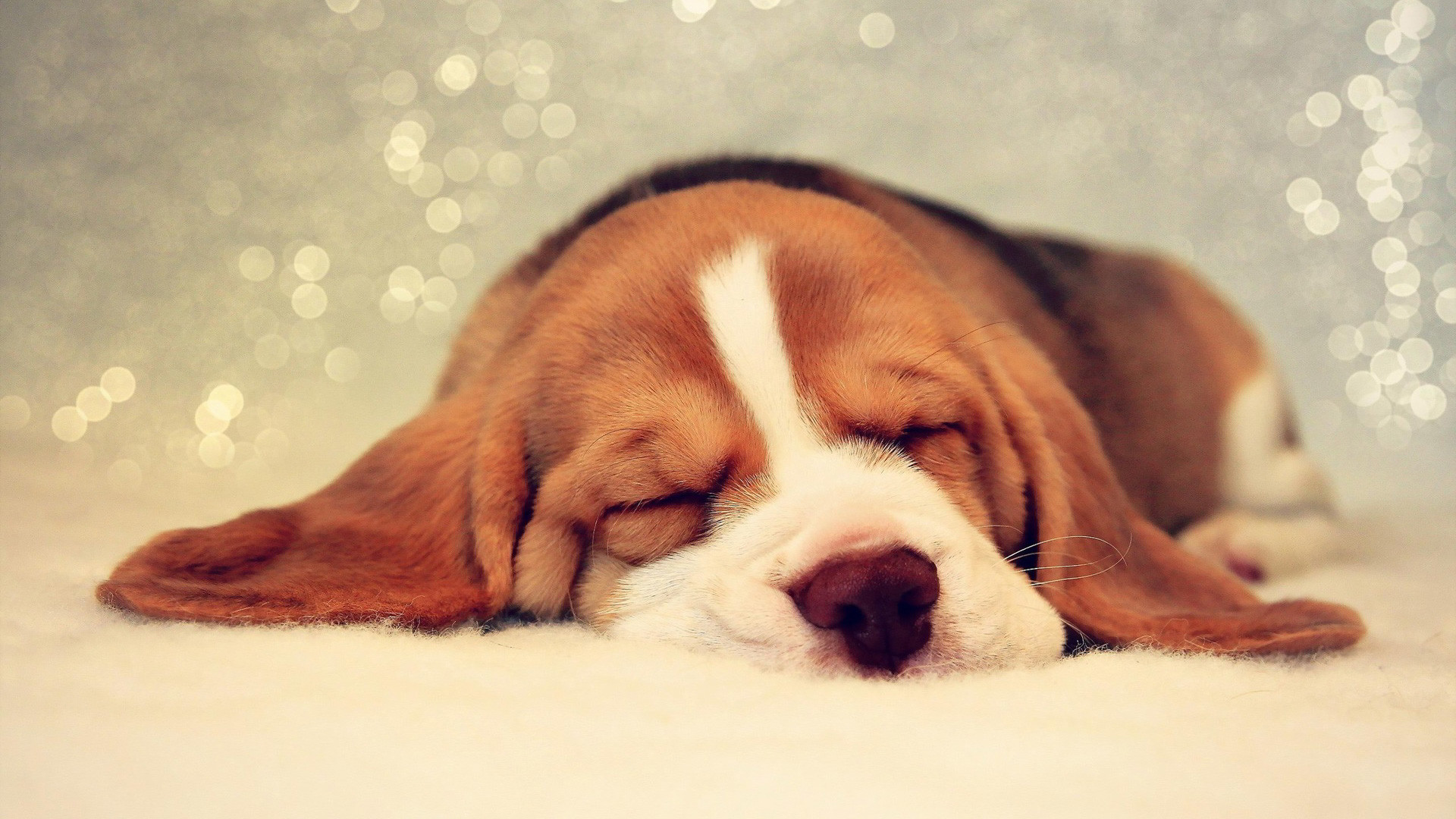 1920x1080 Beagle Sleeping Wallpaper
