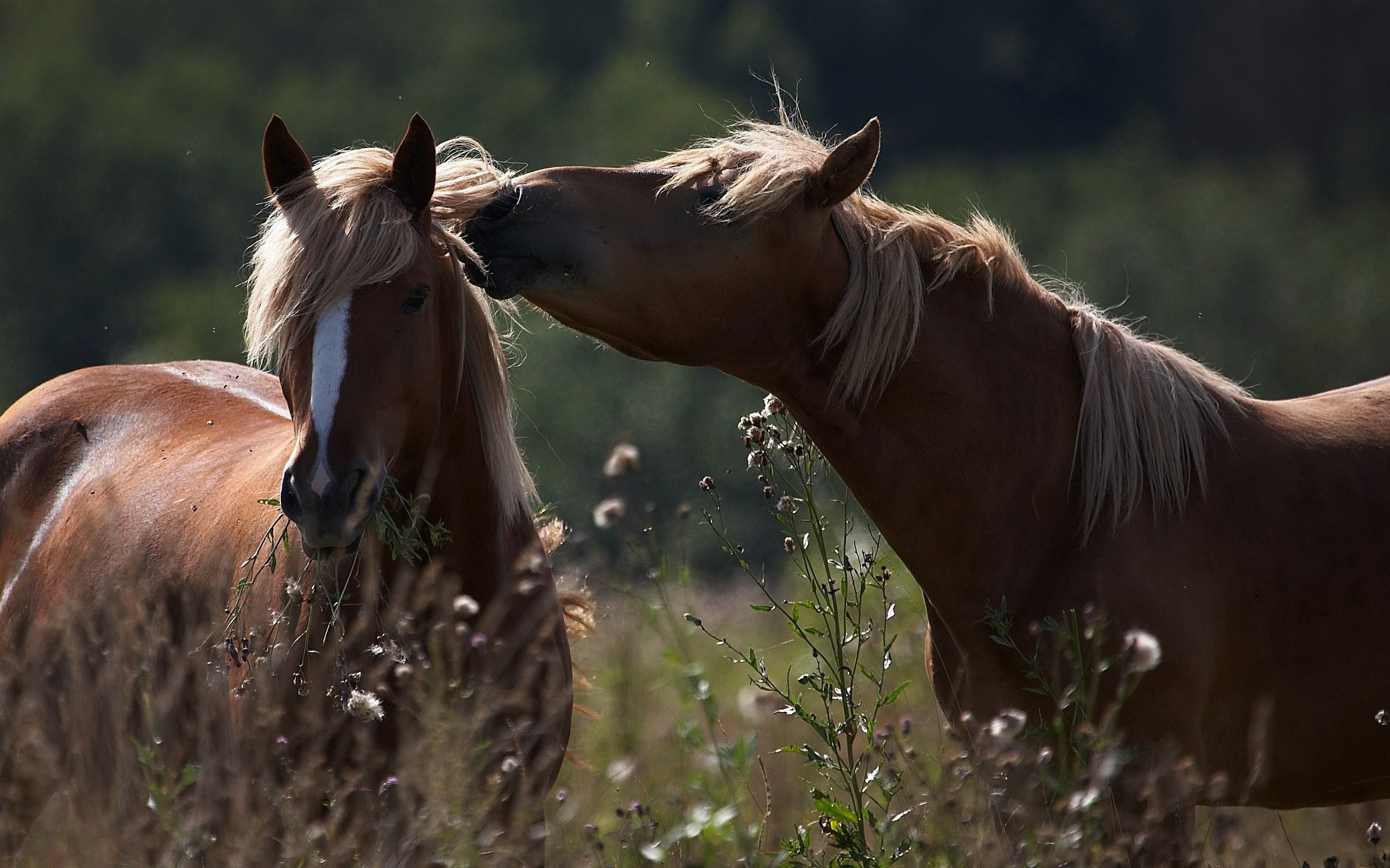 2560x1600 Top 19 Photos Of Arabian Horses