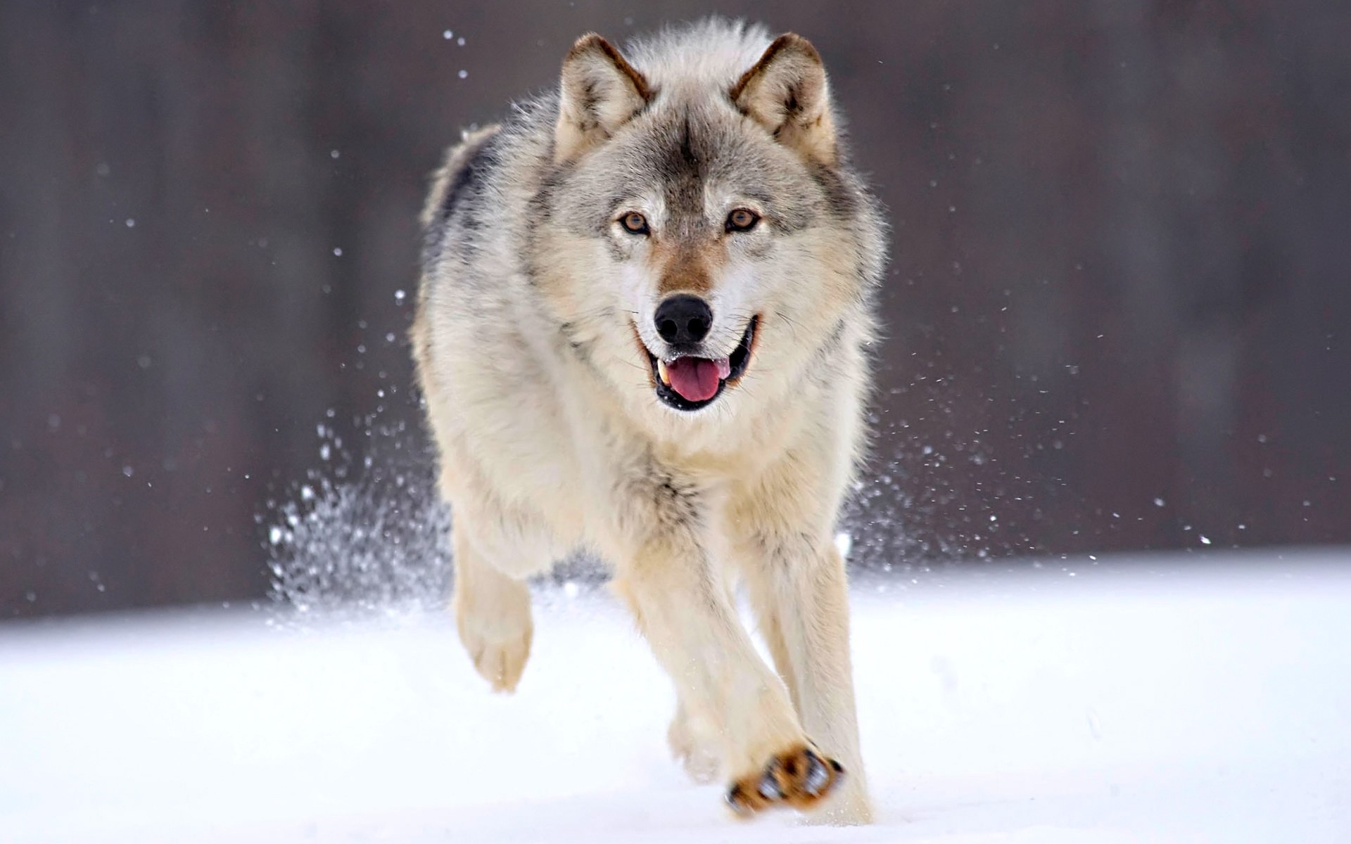 1920x1200 Image - Running-wolf-.jpg | Animal Jam Wiki | FANDOM powered by  Wikia