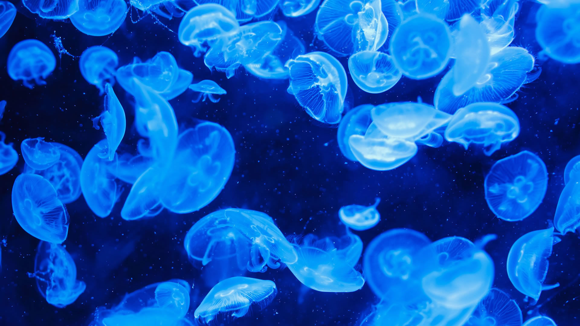 1920x1080 Awesome Jellyfish Wallpaper 45570